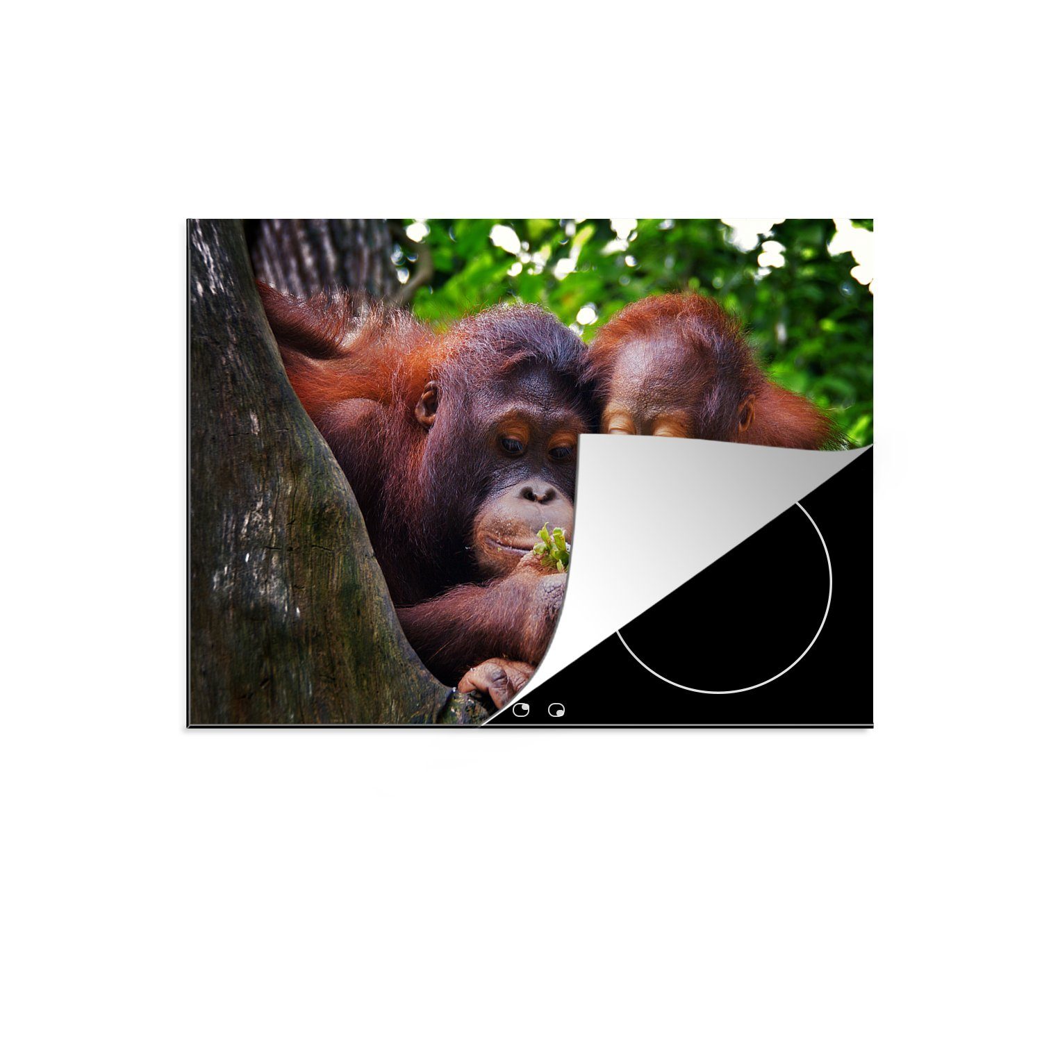 MuchoWow Herdblende-/Abdeckplatte Zwei Orang-Utans in einem Baum, Vinyl, (1 tlg), 71x52 cm, Induktionskochfeld Schutz für die küche, Ceranfeldabdeckung