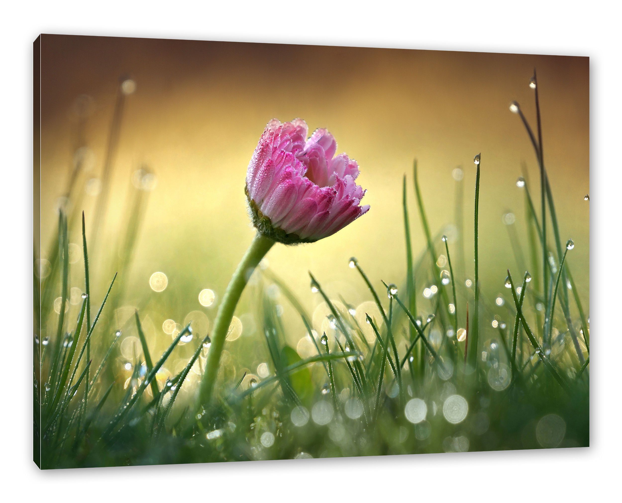 Pixxprint Leinwandbild rosa Gänseblümchen im Gras, rosa Gänseblümchen im Gras (1 St), Leinwandbild fertig bespannt, inkl. Zackenaufhänger