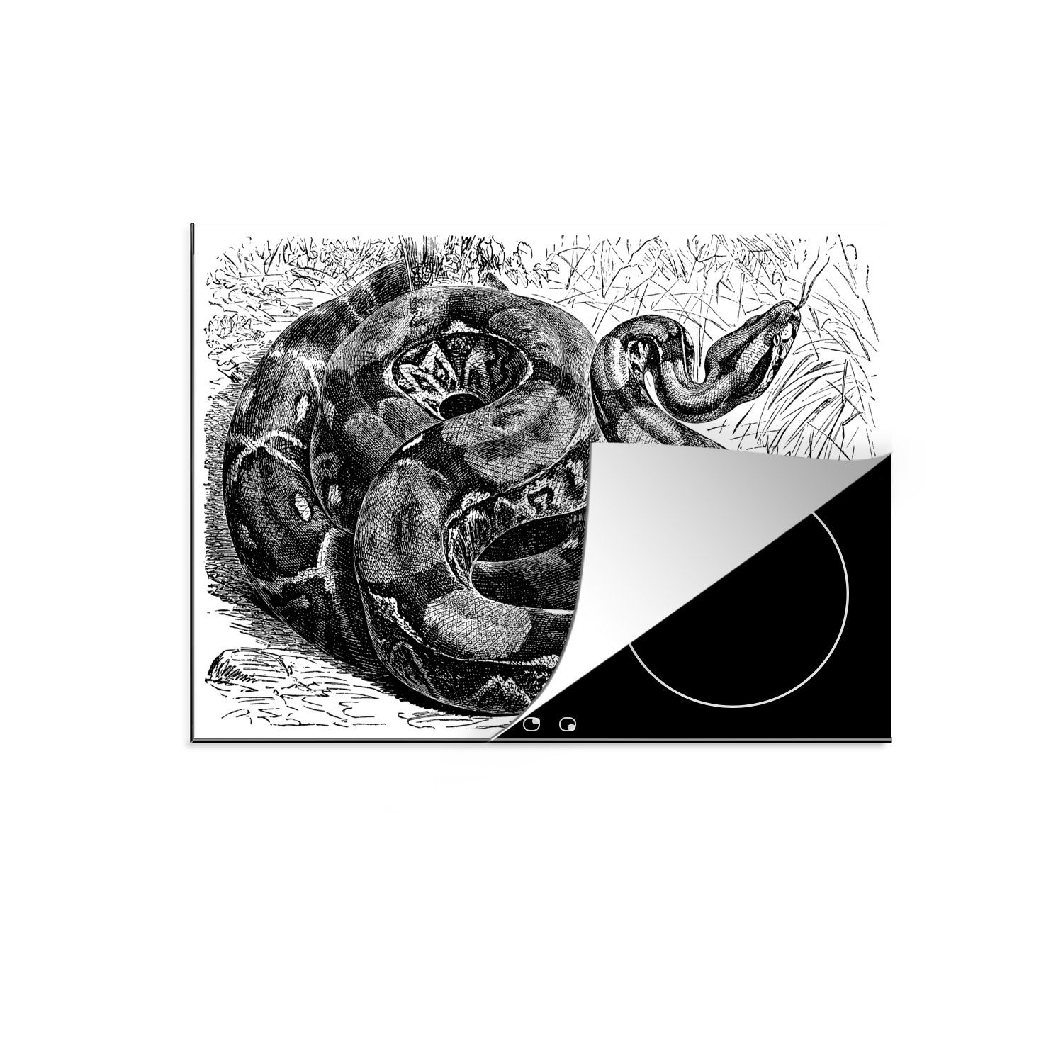 MuchoWow Herdblende-/Abdeckplatte Illustration einer Boa constrictor, Vinyl, (1 tlg), 70x52 cm, Mobile Arbeitsfläche nutzbar, Ceranfeldabdeckung