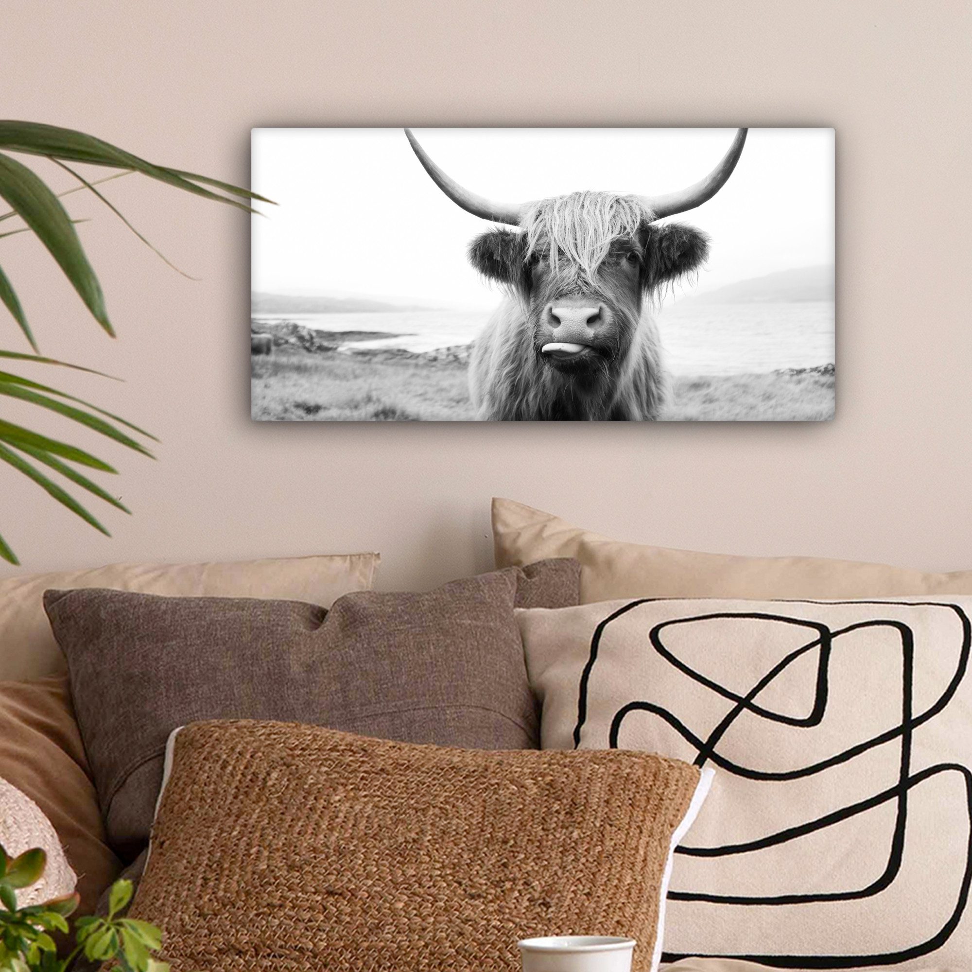 OneMillionCanvasses® Leinwandbild Panorama Tiere - Schottischer günstig online kaufen