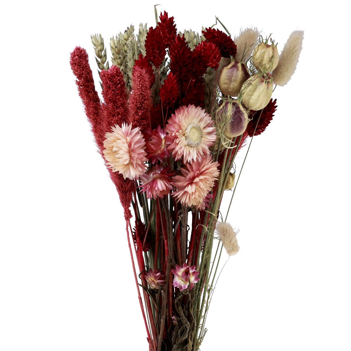Trockenblume Trockenblumenstrauß Strohblume Phalaris Rot 30cm günstig online kaufen