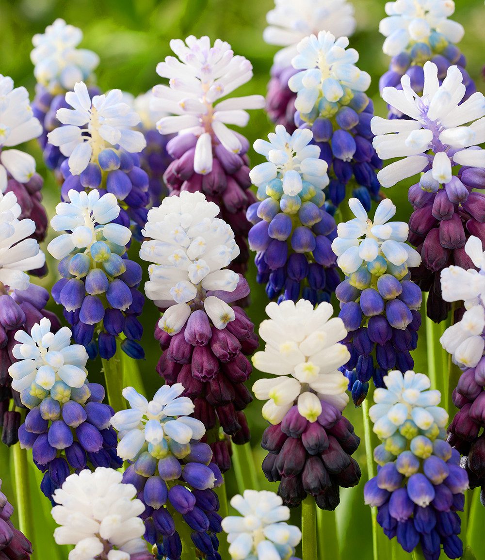 BALDUR Garten Blumenzwiebeln Muscari-Mix 'Snowblend', Traubenhyazinthen-Mix, winterhart, duftend, weiße Blütenspitzen