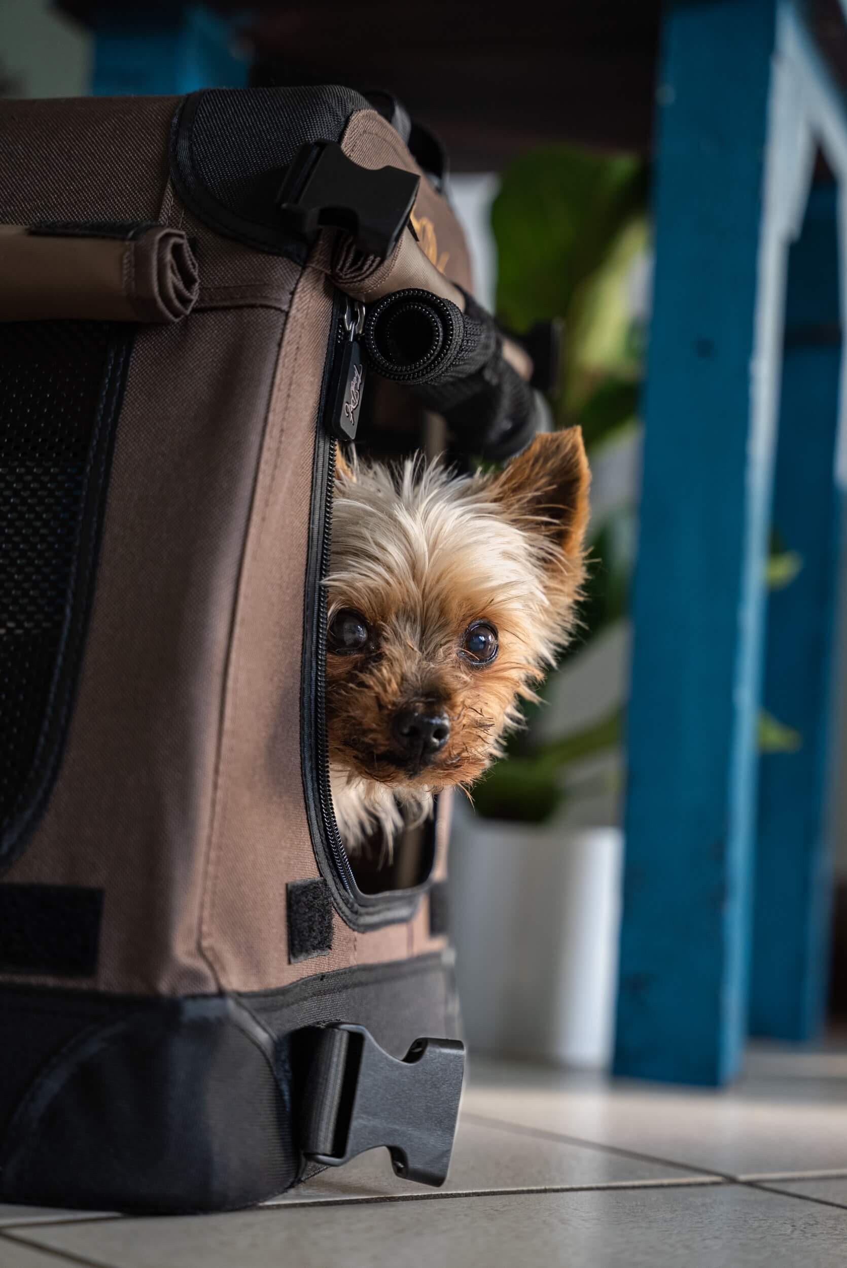 TrendPet Tiertransportbox TPX-Pro Hundebox, in verschiedenen Größen erhältlich