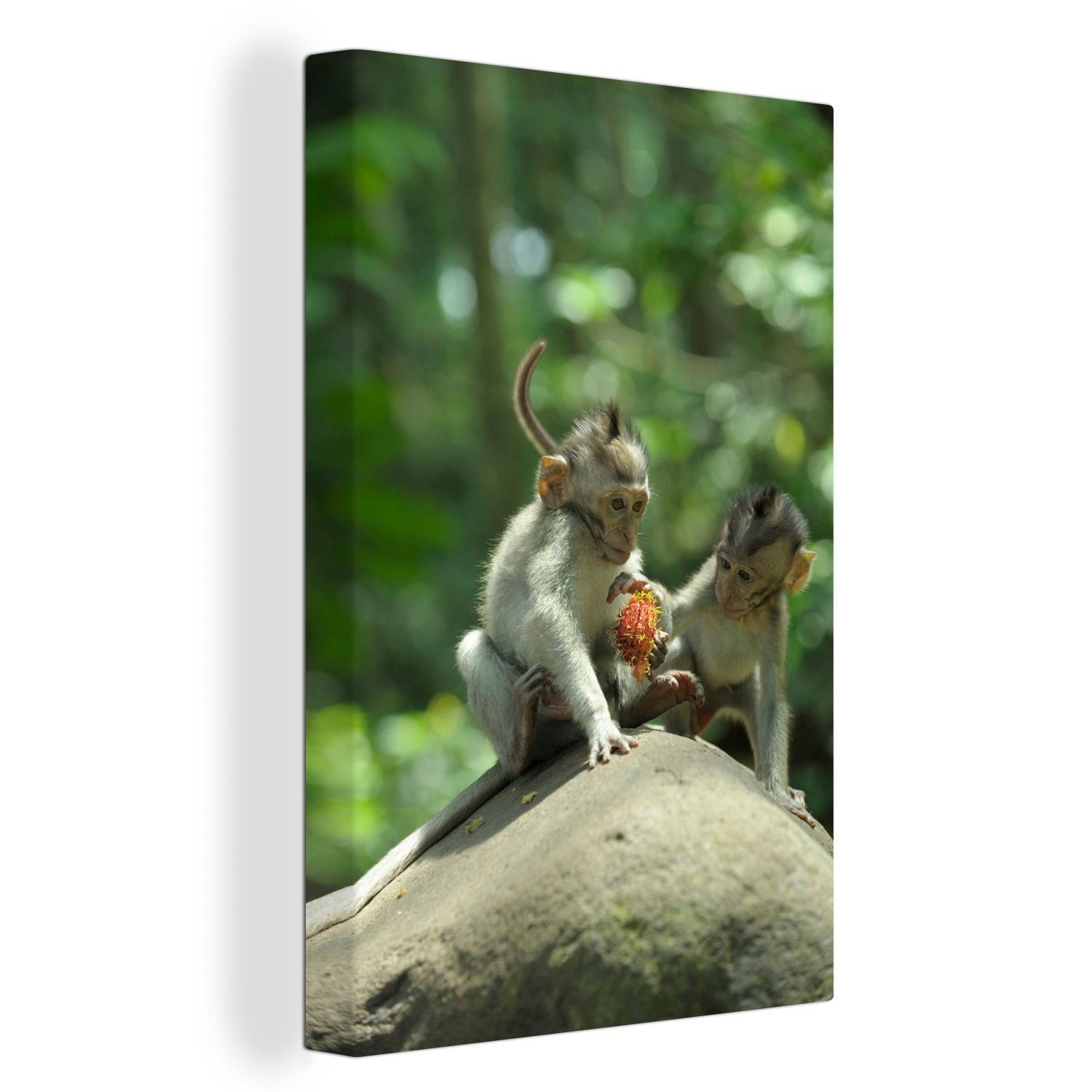 OneMillionCanvasses® Leinwandbild Affe mit Rambutan, (1 St), Leinwandbild fertig bespannt inkl. Zackenaufhänger, Gemälde, 20x30 cm