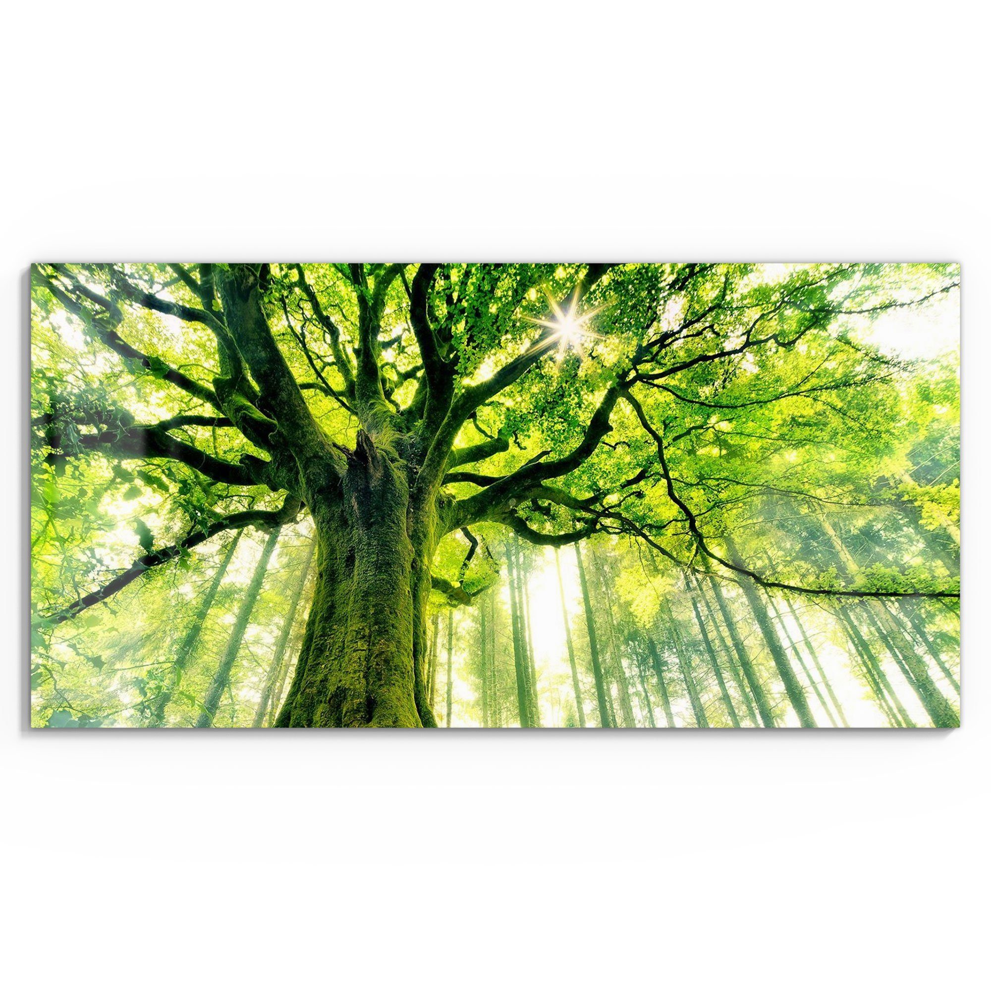 DEQORI Glasbild 'Eindrucksvoller Baum', 'Eindrucksvoller Baum', günstig online kaufen