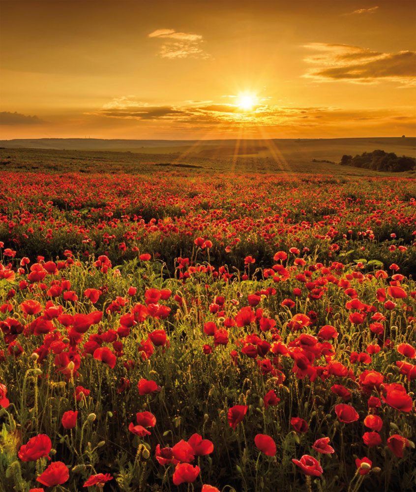 Bönninghoff Leinwandbild, Bilder vom Sonnenuntergang & -aufgang, Blumen, Blumenbilder, Blumenwiese, Landschaft, Landschaften, Natur, Sonnenaufgang, Sonnenaufgang & -untergang, Wiesen & Baumbilder, Wiesen & Bäume (1 St)