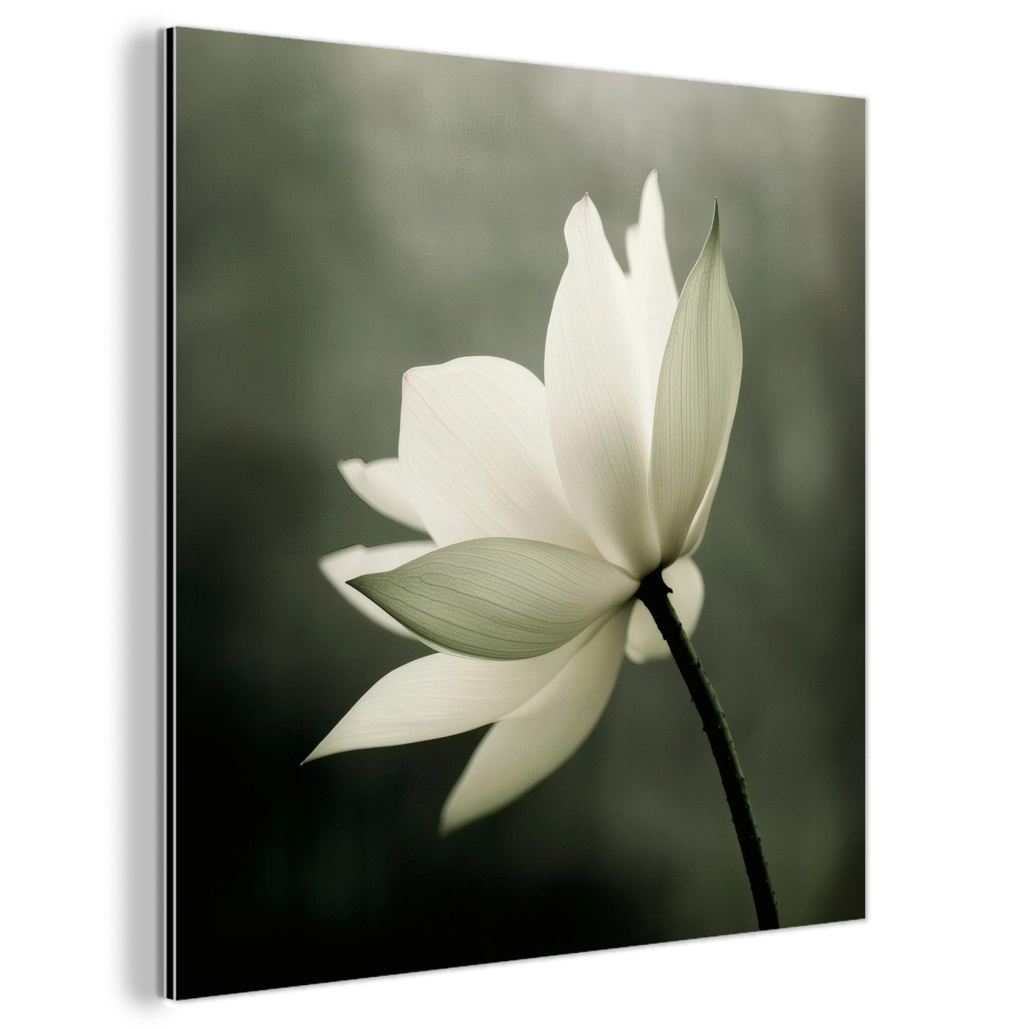 MuchoWow Metallbild Weiß - Lotus - günstig online kaufen