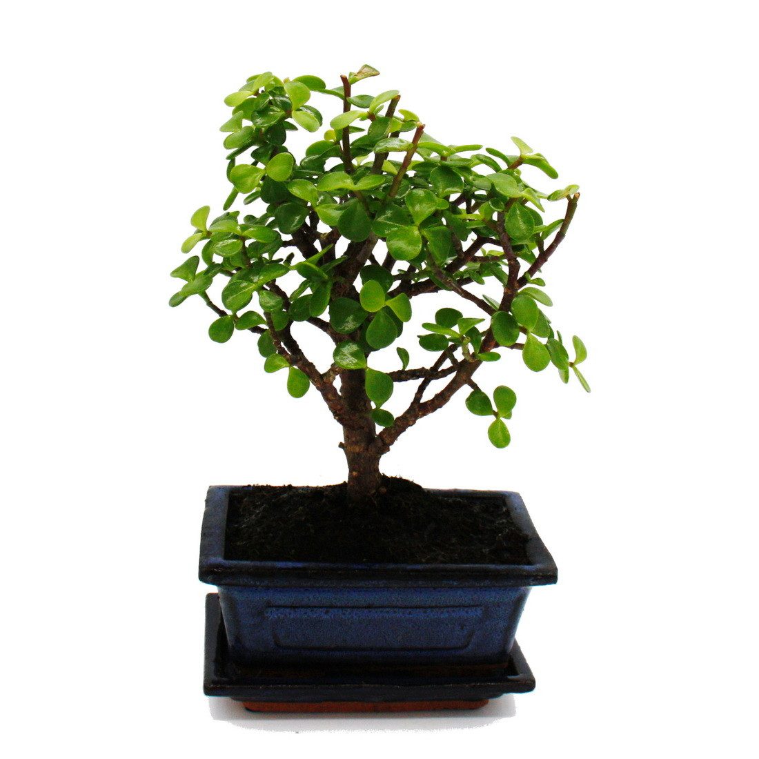 Exotenherz Zimmerpflanze Bonsai Portulacaria Afrikanischer Elefantenbaum ca günstig online kaufen