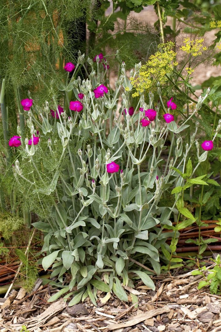 Pflanzen für Dich Staude Lychnis coronaria, 1 St., Kronen-Lichtnelke, Samtnelke, Filznelke – Bild 3 von 5