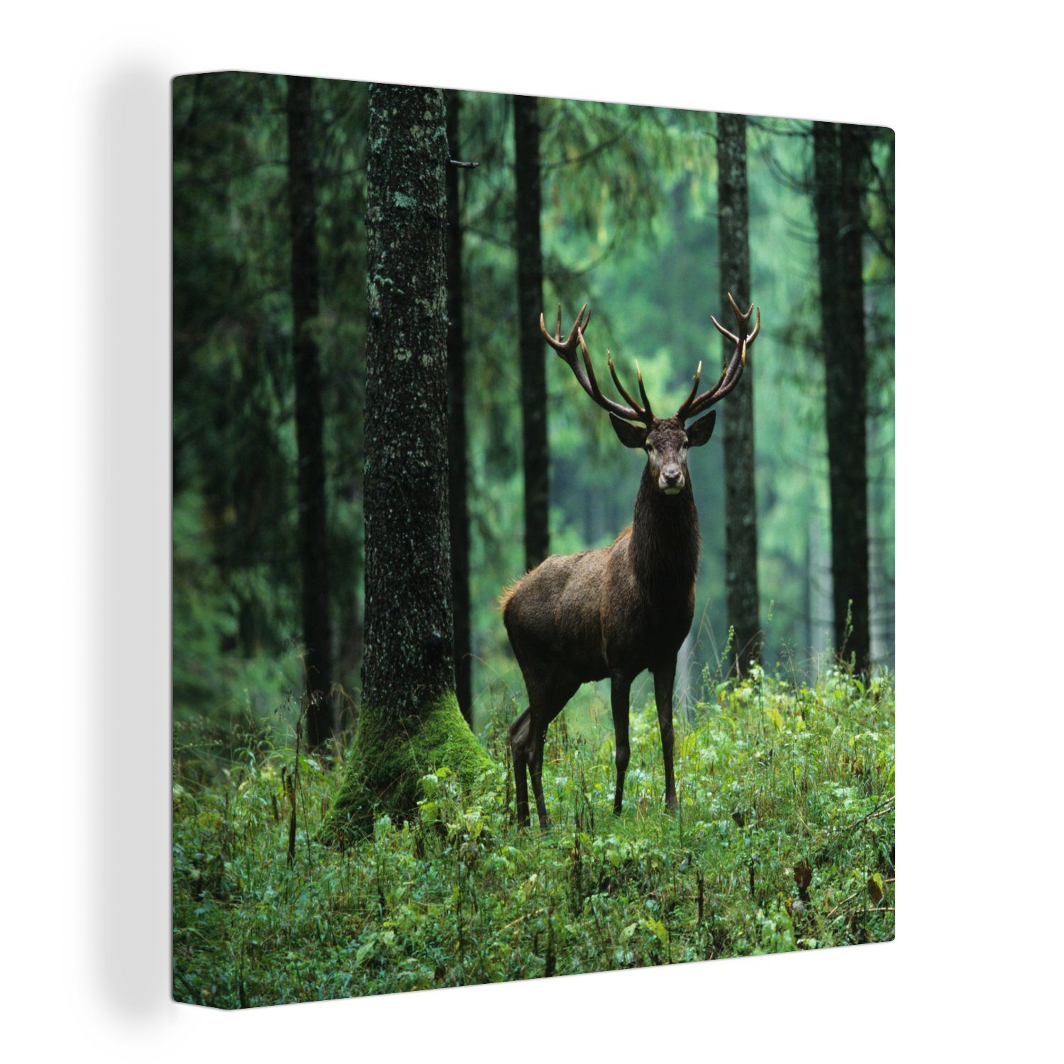 OneMillionCanvasses® Leinwandbild Hirsche - Wald - Bäume - Tiere - Natur, (1 St), Leinwand Bilder für Wohnzimmer Schlafzimmer bunt