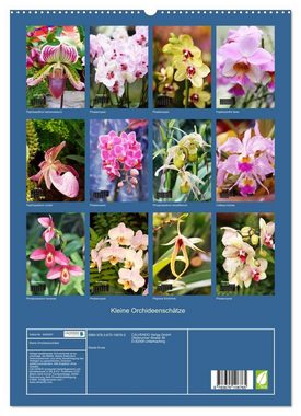CALVENDO Wandkalender Kleine Orchideenschätze (Premium, hochwertiger DIN A2 Wandkalender 2023, Kunstdruck in Hochglanz)