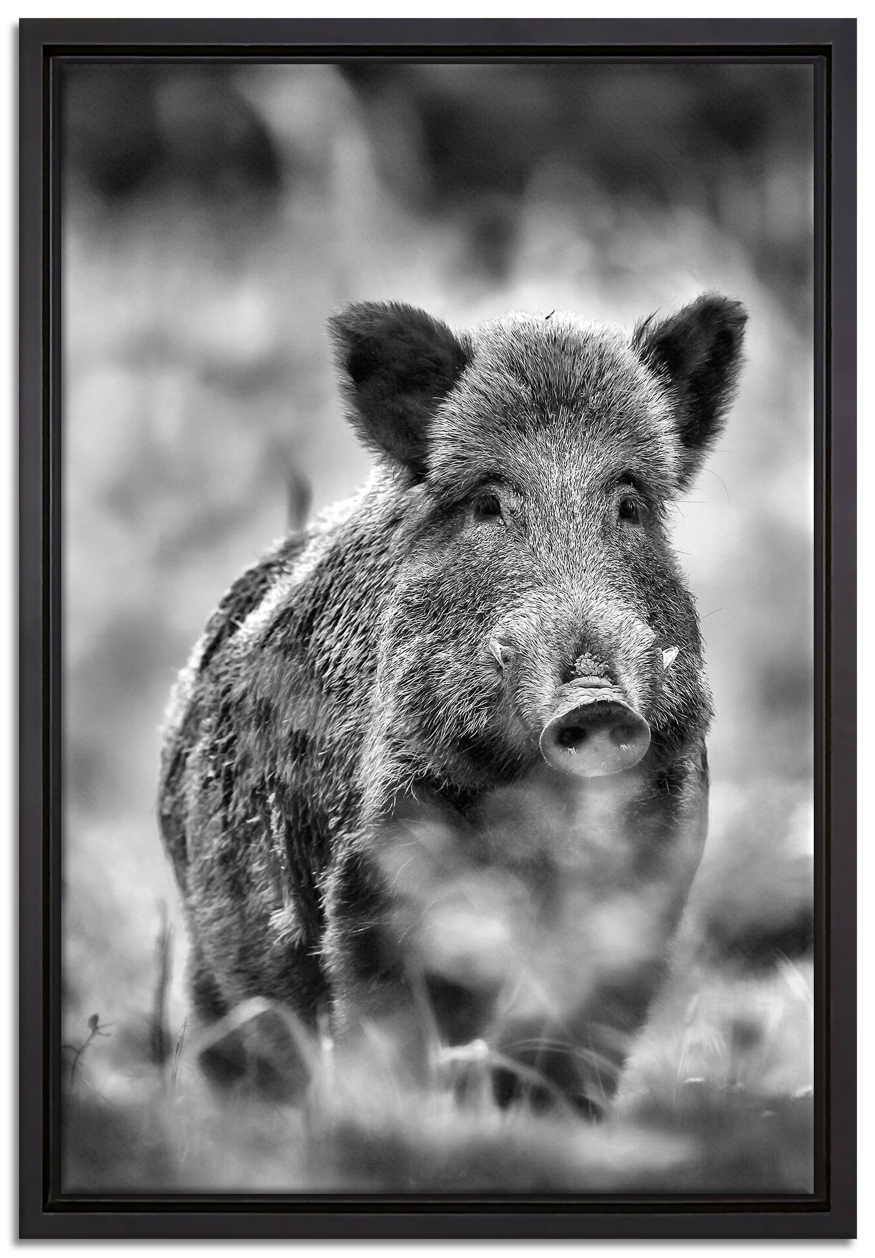 Pixxprint Leinwandbild Wildschwein auf Wiese, Wanddekoration (1 St), Leinwandbild fertig bespannt, in einem Schattenfugen-Bilderrahmen gefasst, inkl. Zackenaufhänger