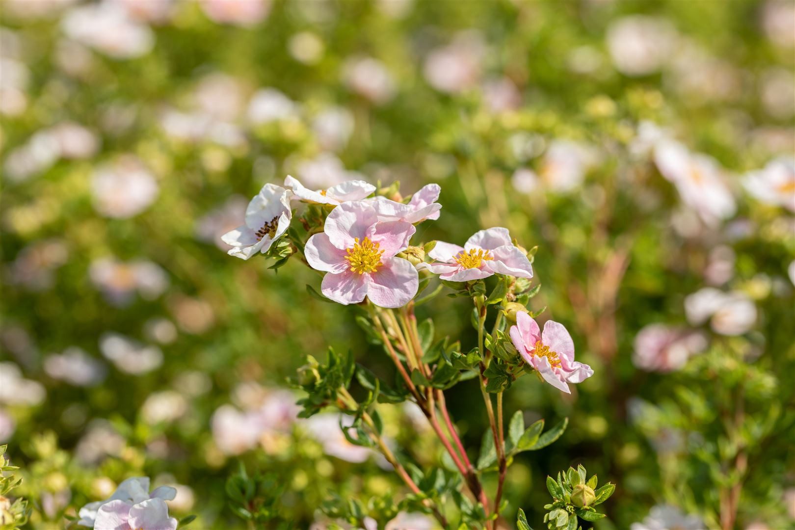 Pflanzen für Dich Почвопокровные растения Potentilla 'Pink Queen', 1 St., Fingerstrauch, Fünffingerstrauch, rosa Blüten, lange Blütezeit