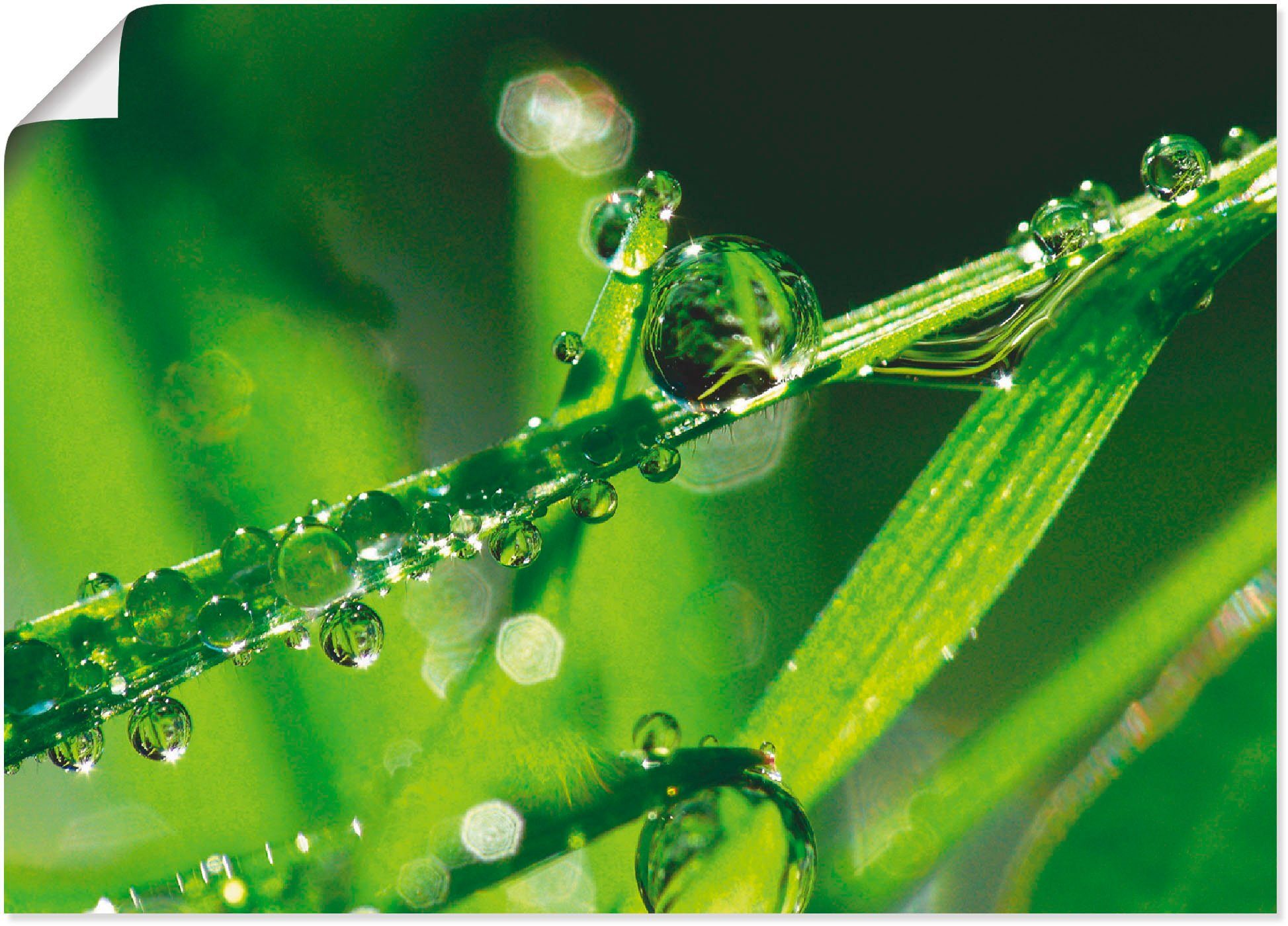 Artland Wandbild Wassertropfen auf Gras, Gräser (1 St), als Leinwandbild, Wandaufkleber oder Poster in versch. Größen | Poster