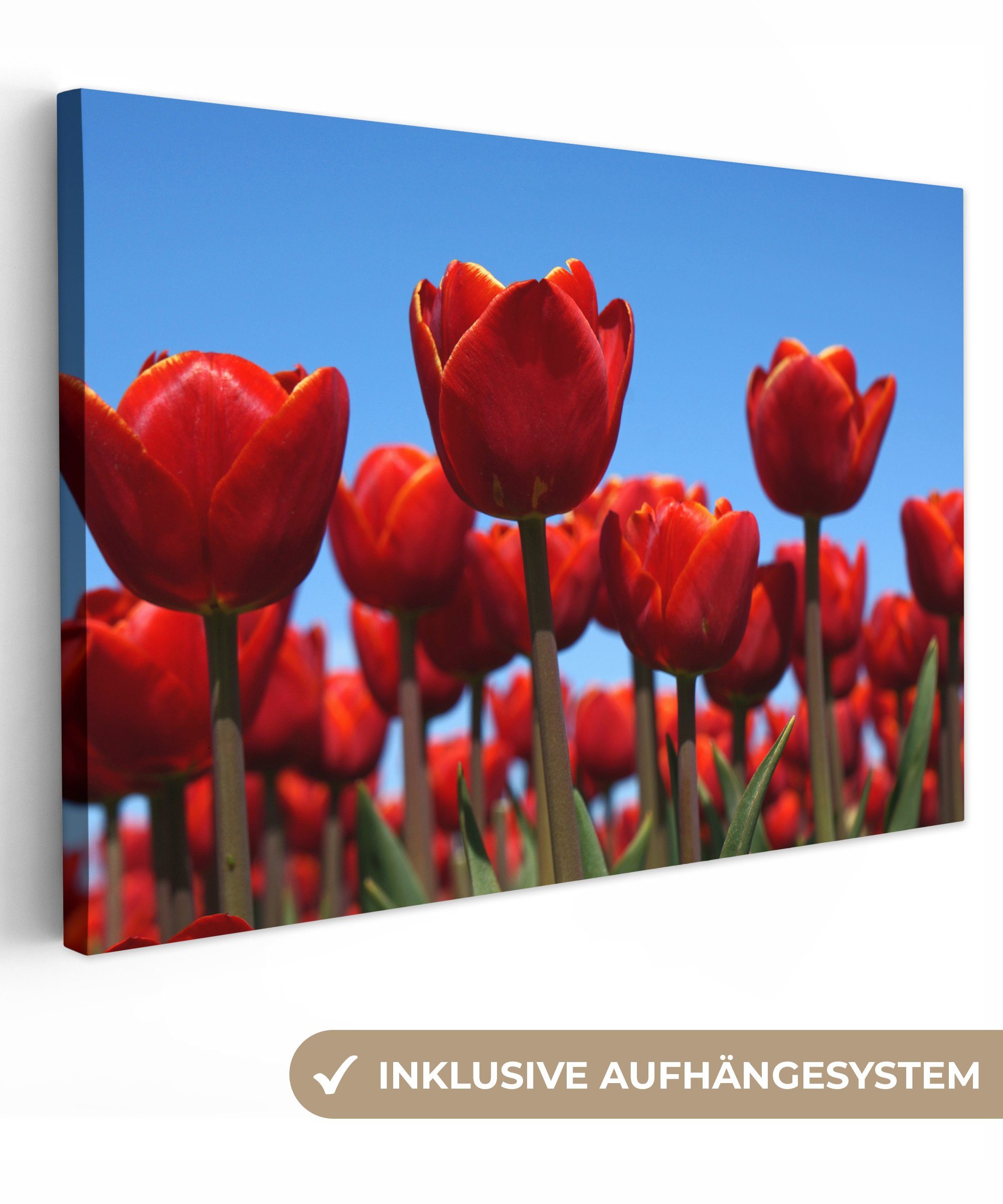 OneMillionCanvasses® Leinwandbild Die Rote Tulpe, (1 St), Wandbild Leinwandbilder, Aufhängefertig, Wanddeko, 30x20 cm