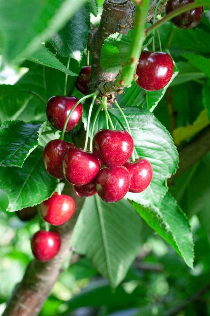 Pflanzen für Dich Obstpflanze Prunus avium Summit, 1 St., Süßkirsche, Vogelkirsche, süßkirsche, selbstfruchtend