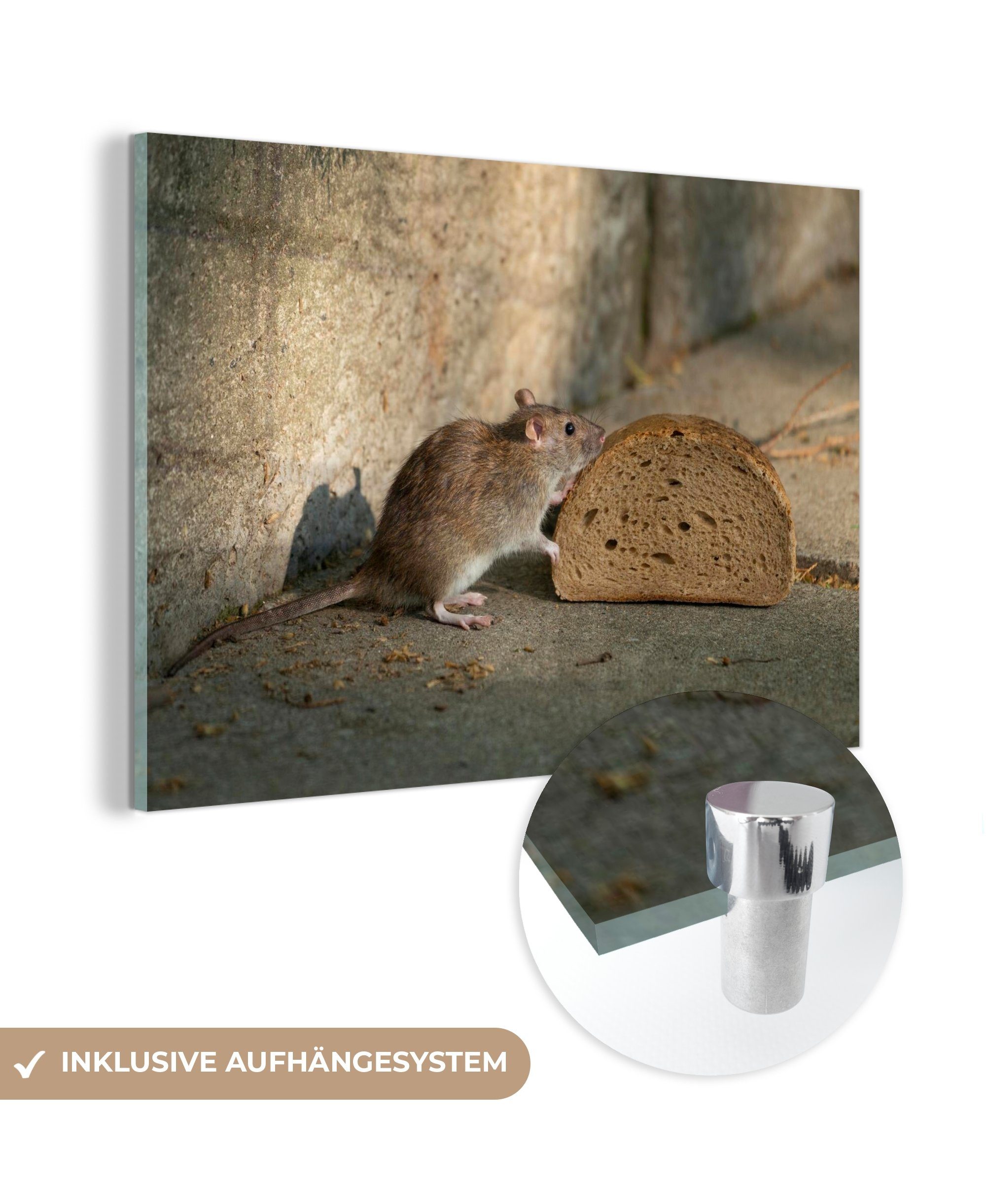 MuchoWow Acrylglasbild Ratte schnuppert an Brot, (1 St), Acrylglasbilder Wohnzimmer & Schlafzimmer