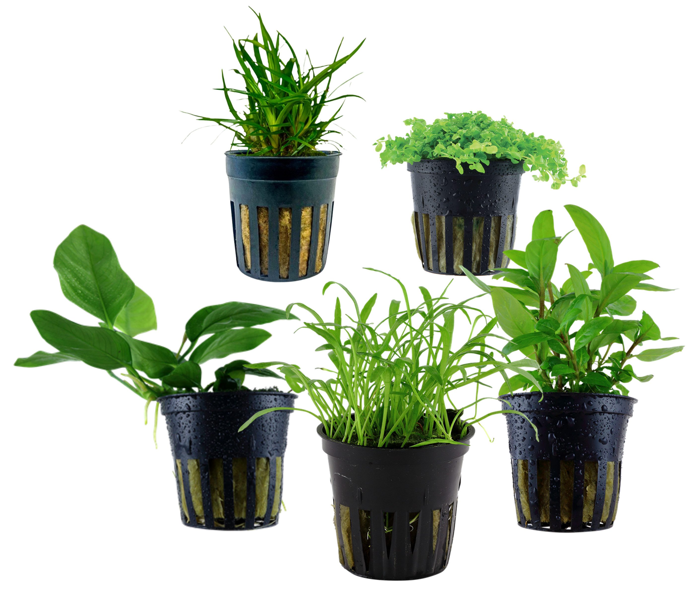 Dehner Wasserpflanze Aquarienpflanzen Set, 5-teilig, Vordergrund 203, je ca. 5-30 cm, robuste Wasserpflanzen für Süßwasser Aquarien