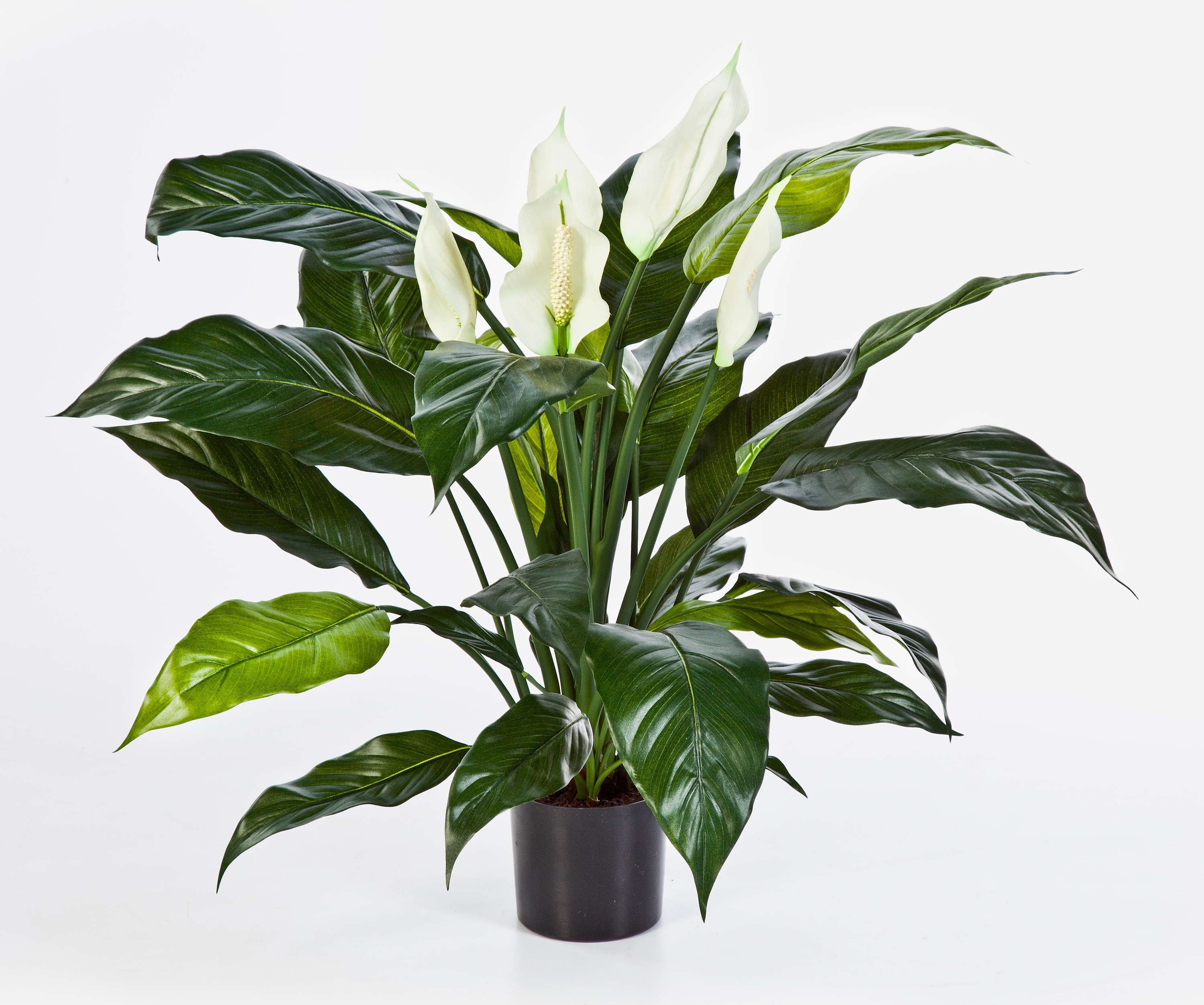 Kunstblume Künstlicher Spathiphyllum Abby, weiß, Deluxe, 75cm - Kunstpflanze Spathiphyllum, artplants, Höhe 75.0 cm