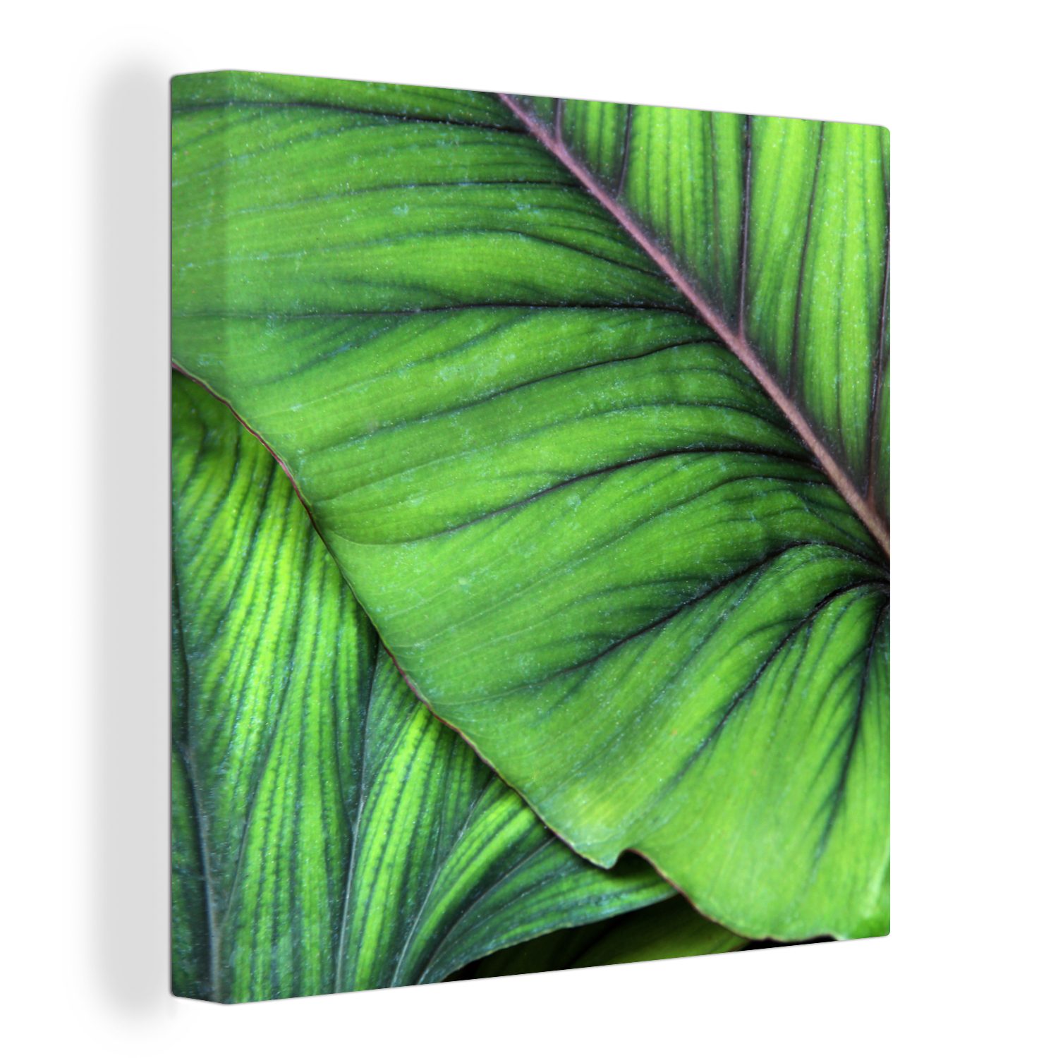 OneMillionCanvasses® Leinwandbild Foto von großen tropischen botanischen Blättern, (1 St), Leinwand Bilder für Wohnzimmer Schlafzimmer