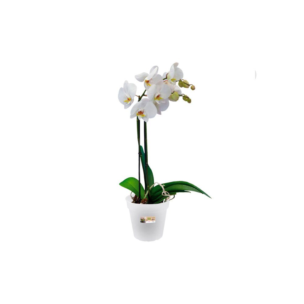 Green Elho Pflanzkübel ELHO Orchidee Basics