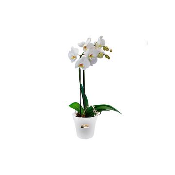 Elho Pflanzkübel ELHO Green Basics Orchidee