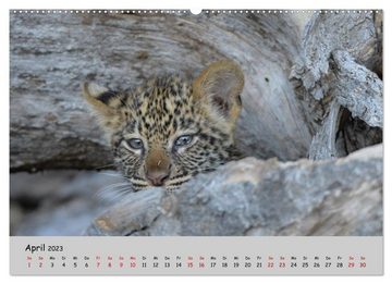 CALVENDO Wandkalender Leoparden - groß und klein (Premium, hochwertiger DIN A2 Wandkalender 2023, Kunstdruck in Hochglanz)