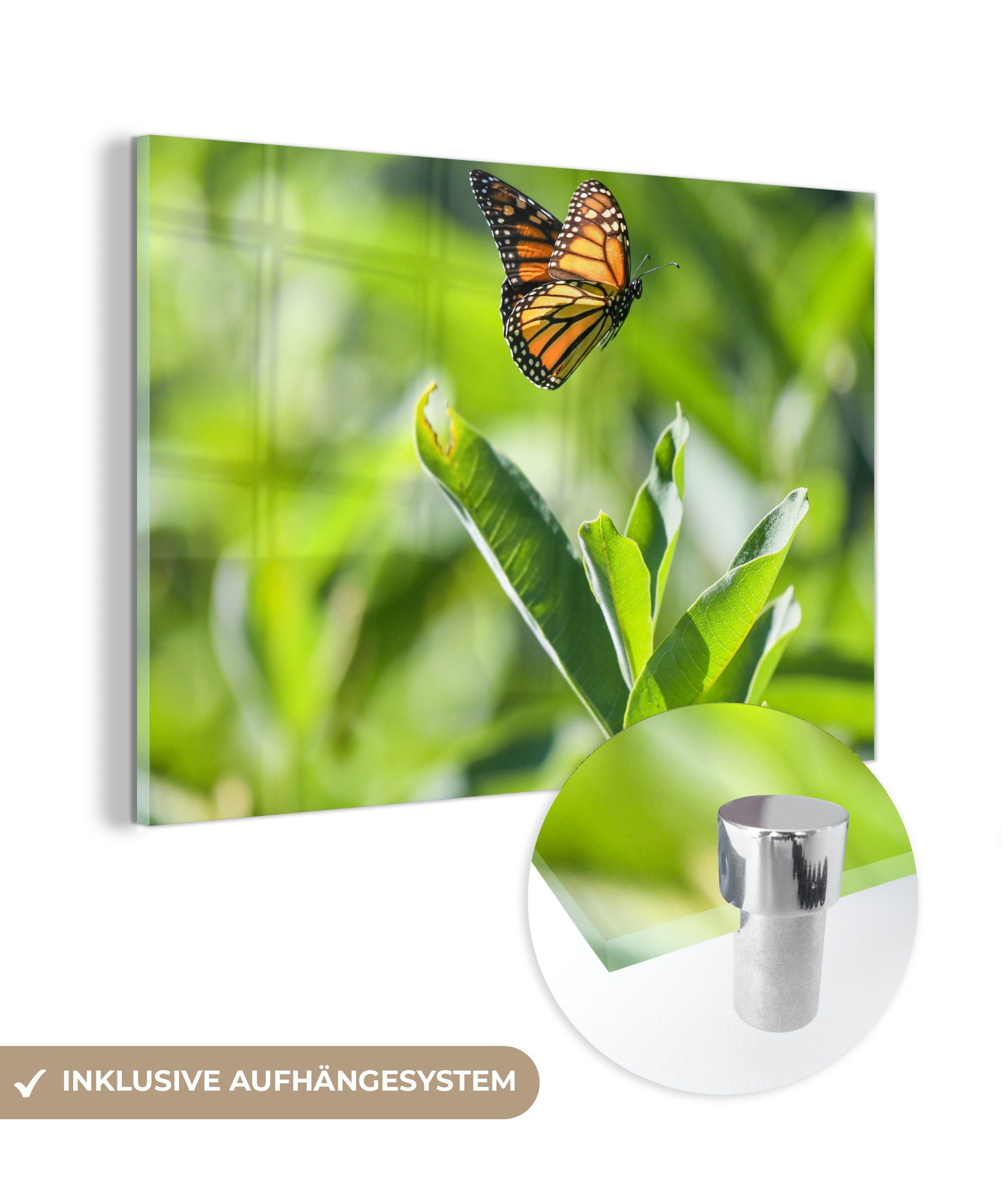 MuchoWow Acrylglasbild Fliegender Monarchfalter, (1 St), Acrylglasbilder Wohnzimmer & Schlafzimmer
