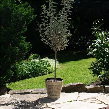 BOURGH Pflanzeinsatz MANDELA Pflanzenkorb 2er Set - ⌀ 25cm - aus Bambus und Seegras