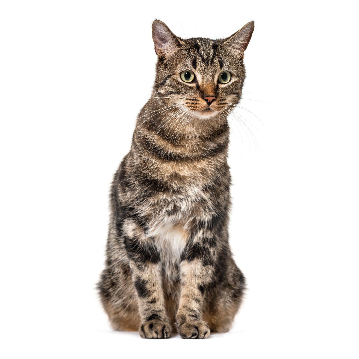 younikat Aufkleber Katzen-Aufkleber in verschiedenen Motiven