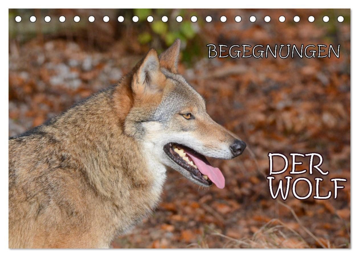 CALVENDO Wandkalender Begegnungen DER WOLF (Tischkalender 2027 DIN A5 quer), CALVENDO Monats