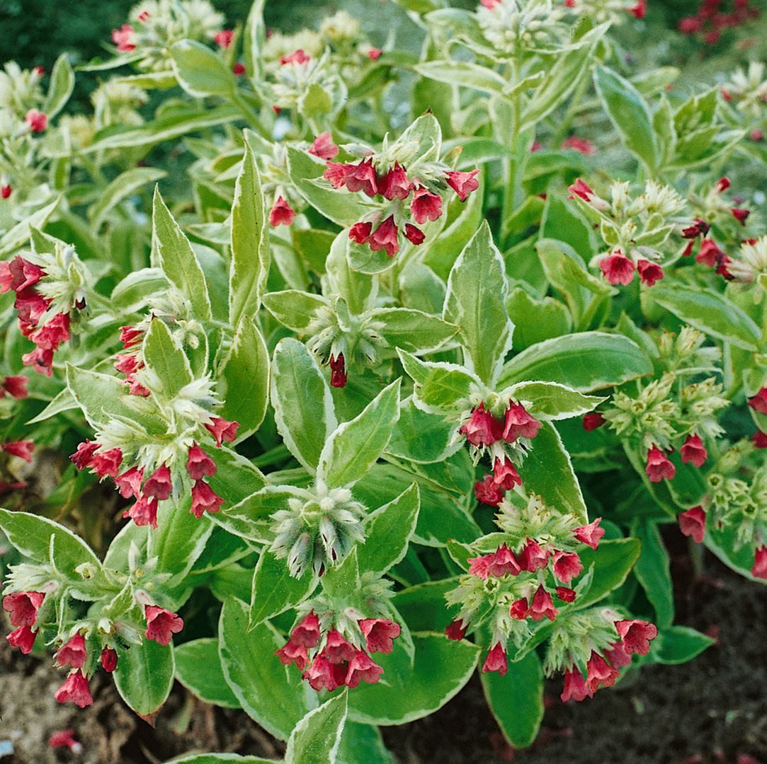 Pflanzen für Dich Staude Pulmonaria rubra, 1 St., Rotes Lungenkraut, Roter Lungenwurz