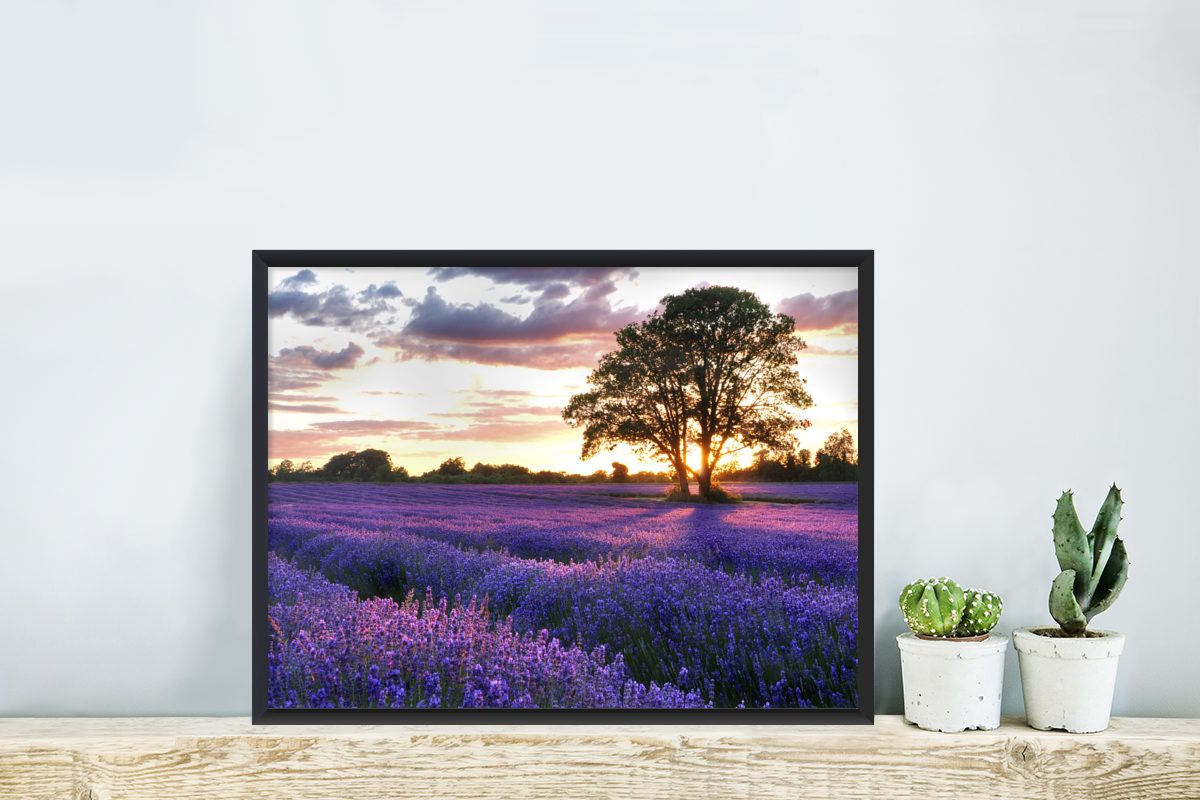 Poster, Bio-Lavendel (1 Gerahmtes Sommerabendlicher Wandposter, Bilder, einem über mit Bilderrahmen in, Poster St), Schwarzem Feld Wanddeko, MuchoWow Sonnenuntergang
