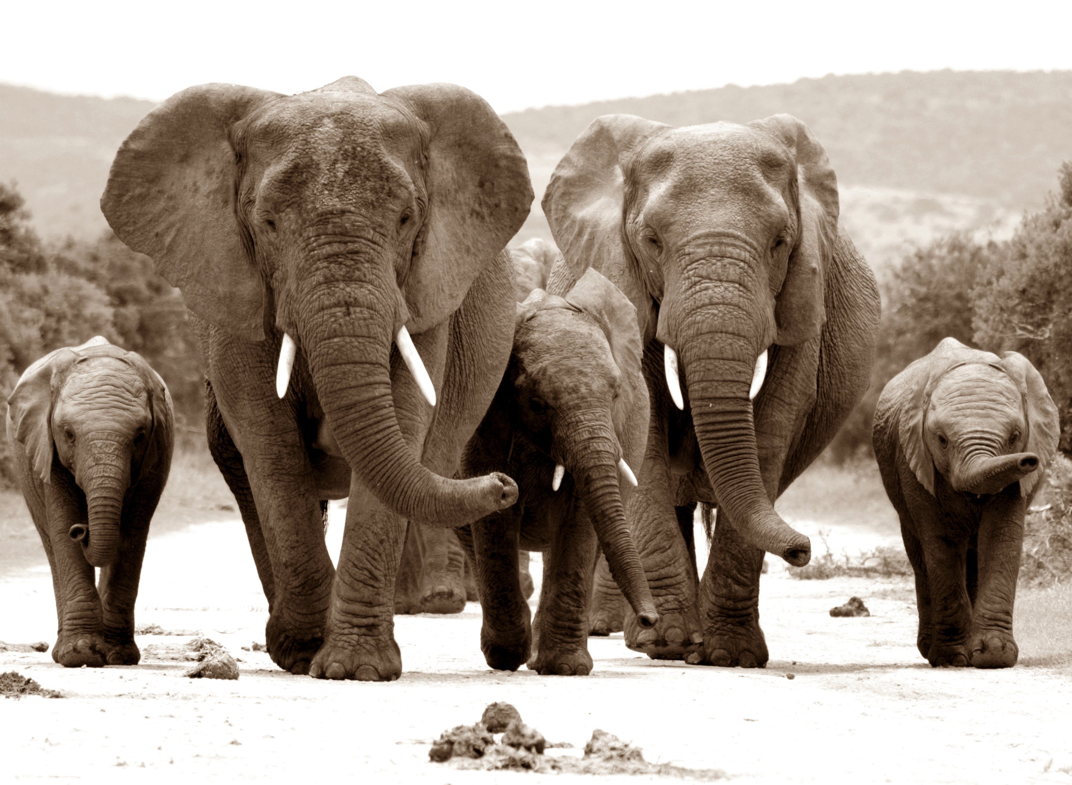 Papermoon Fototapete Elefanten Sepia