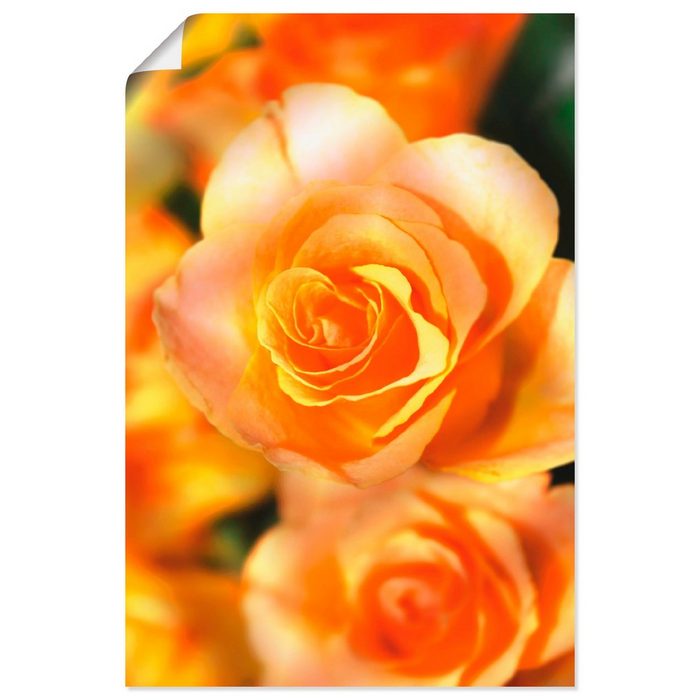 Artland Wandbild Strahlende Sommerrosen Blumen (1 St) als Alubild Leinwandbild Wandaufkleber oder Poster in versch. Größen