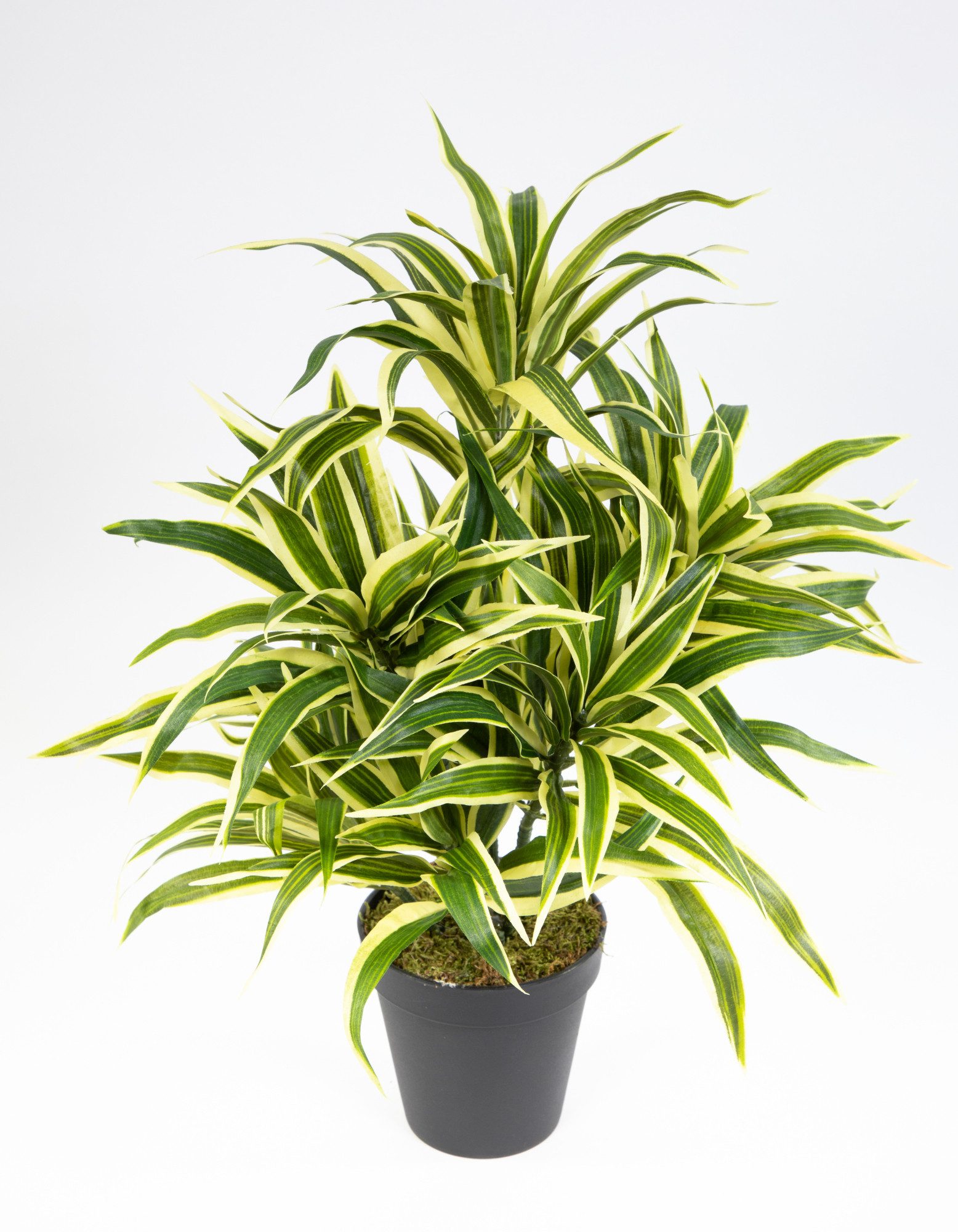 Kunstpflanze Dracena 42cm im Topf DA künstliche Pflanzen Palmen, Seidenblum günstig online kaufen