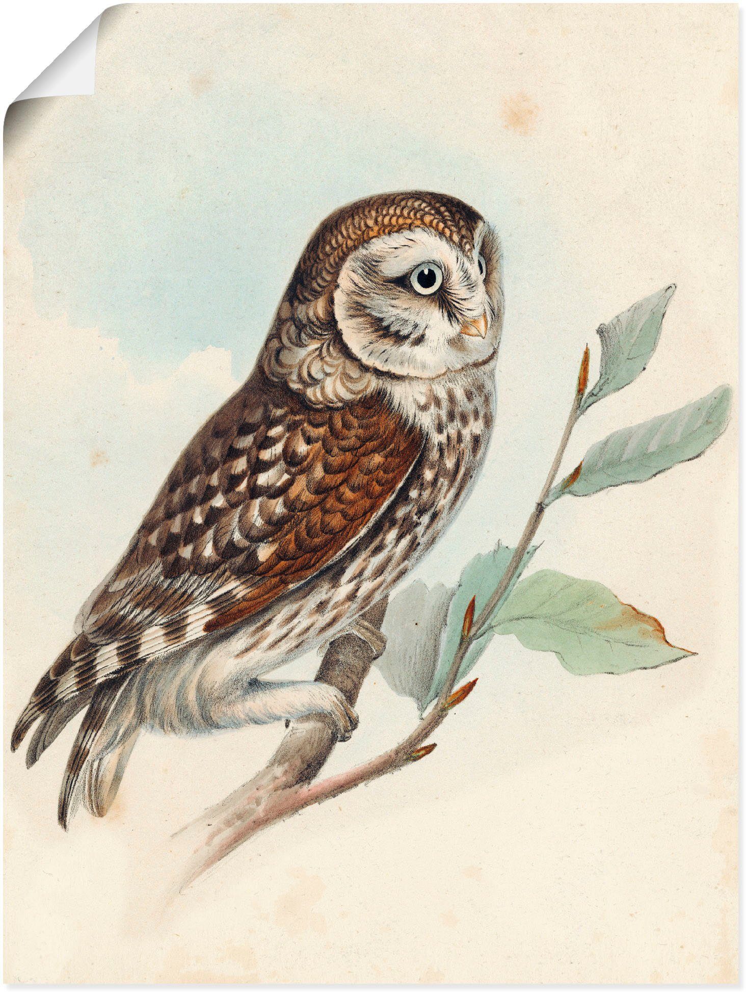 Artland Wandbild Kleine Eule, Wandaufkleber St), Vögel Poster Alubild, (1 Größen Leinwandbild, als oder in versch