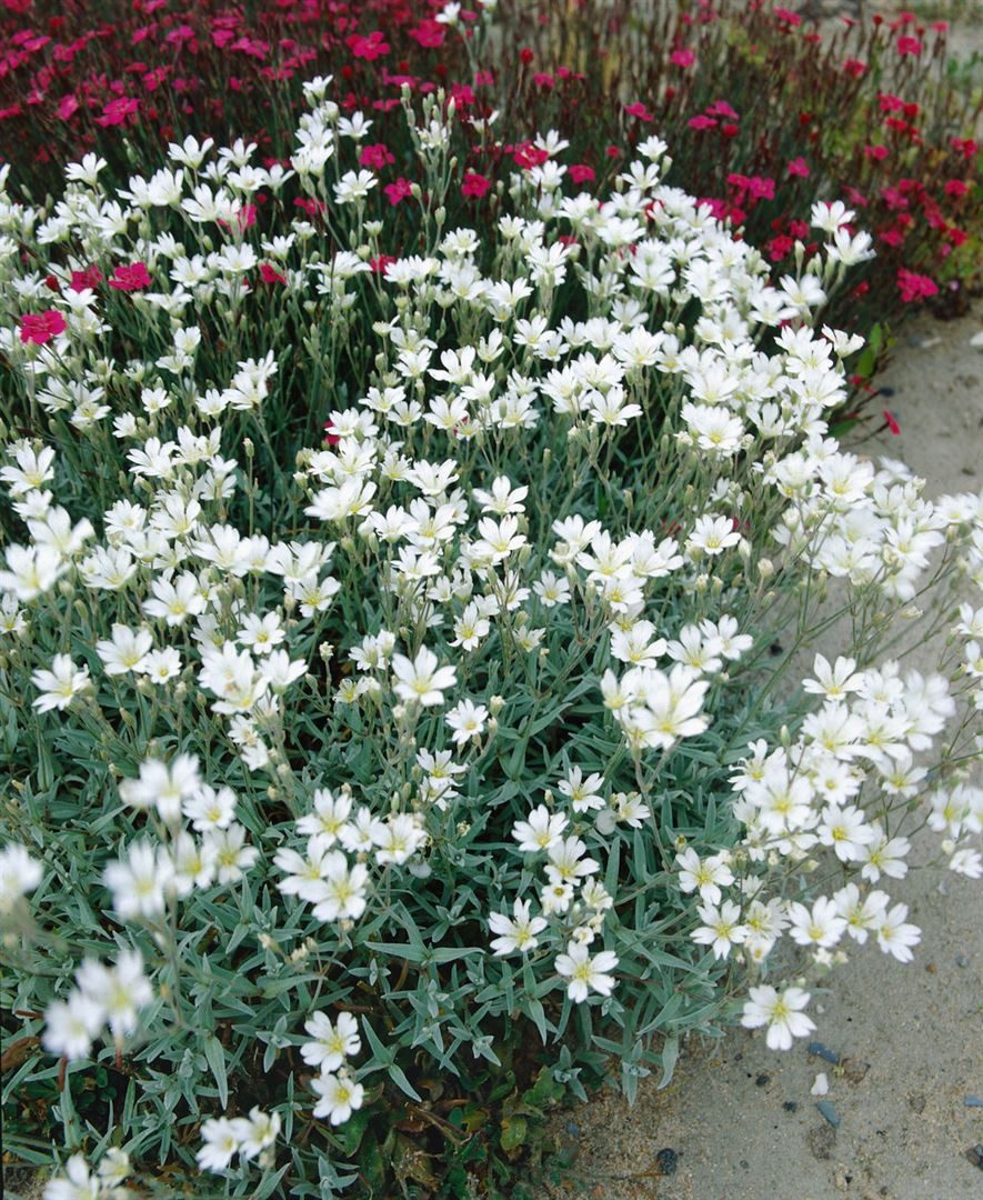 Pflanzen für Dich Staude Cerastium biebersteinii, 1 St., Biebersteins Hornkraut, Silberhornkraut, Filziges Hornkraut