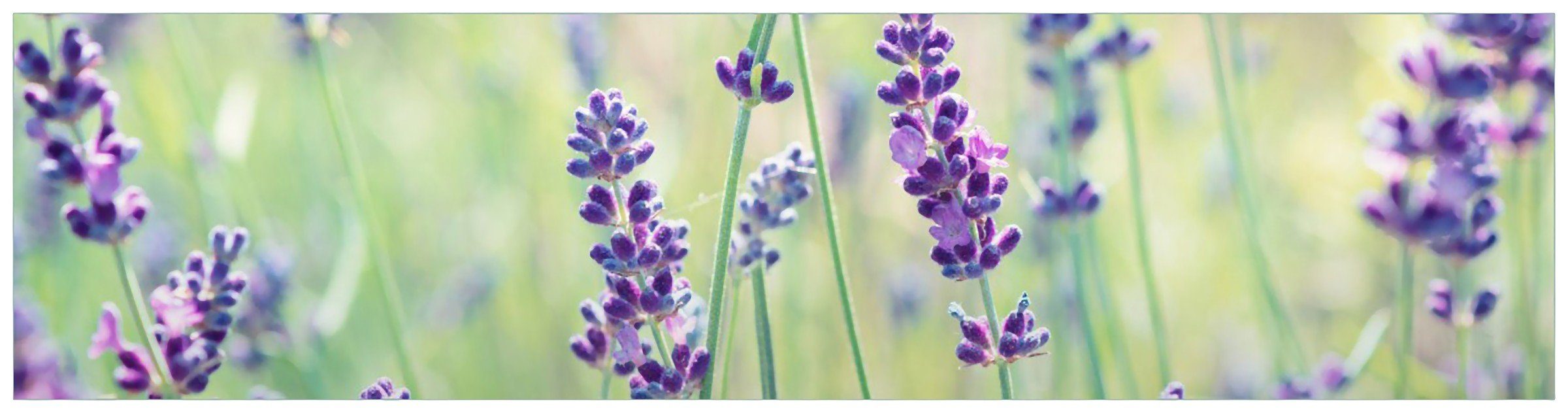 Wallario Küchenrückwand Lila Blumenfreude - Violette Pflanzen auf der Wiese, (1-tlg)