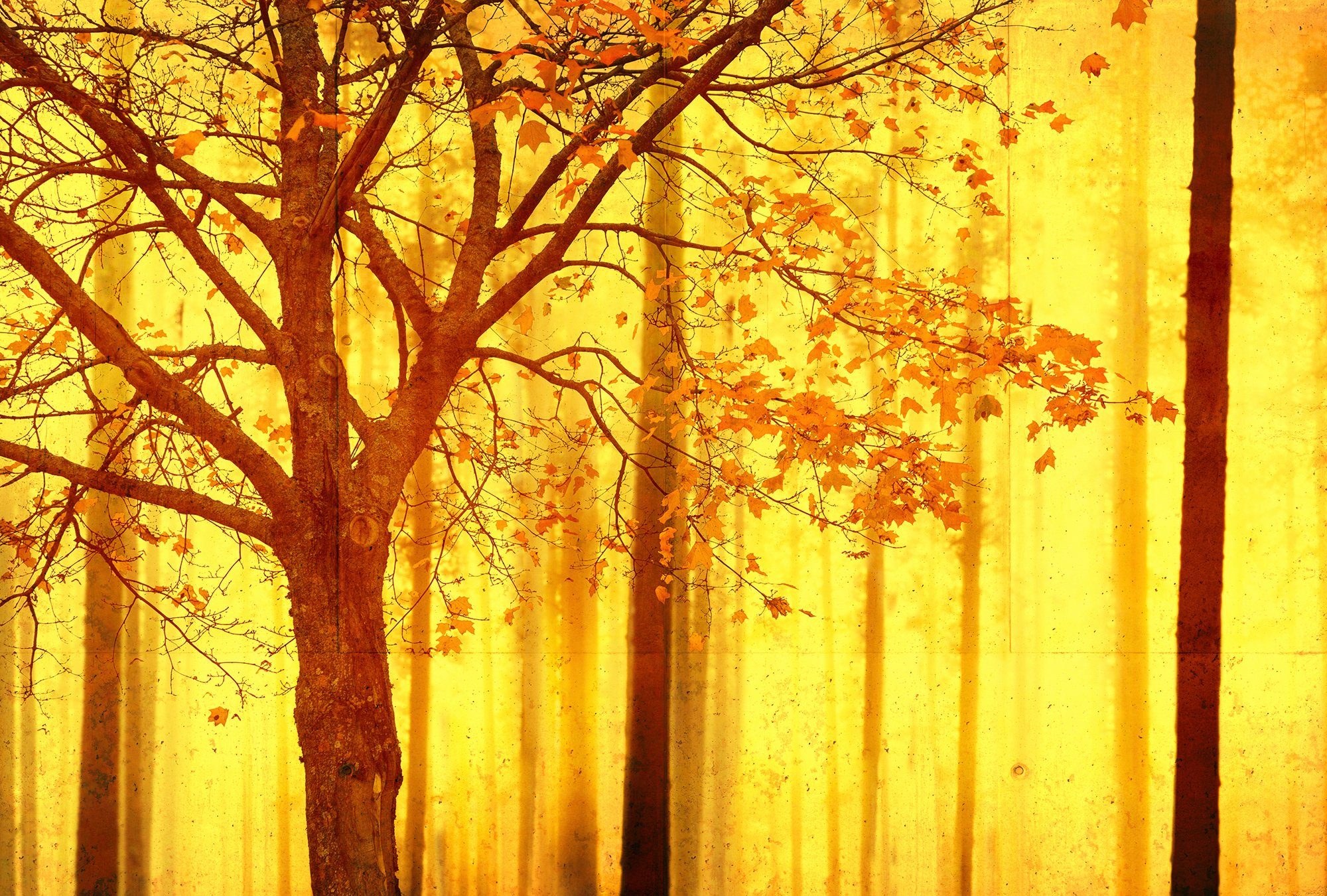 Architects Paper Fototapete Atelier 47 Edge 2, glatt, Wald, (4 St), Wald Fototapete Edge 4,00 m x 2,70 m 200 g Vlies Premium Tapete Natur