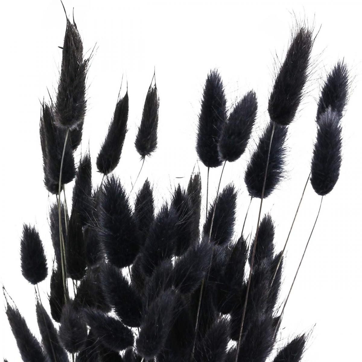 Trockenblume Lagurus Hasenschwanzgras Schwarz Dekoration Getrocknet günstig online kaufen