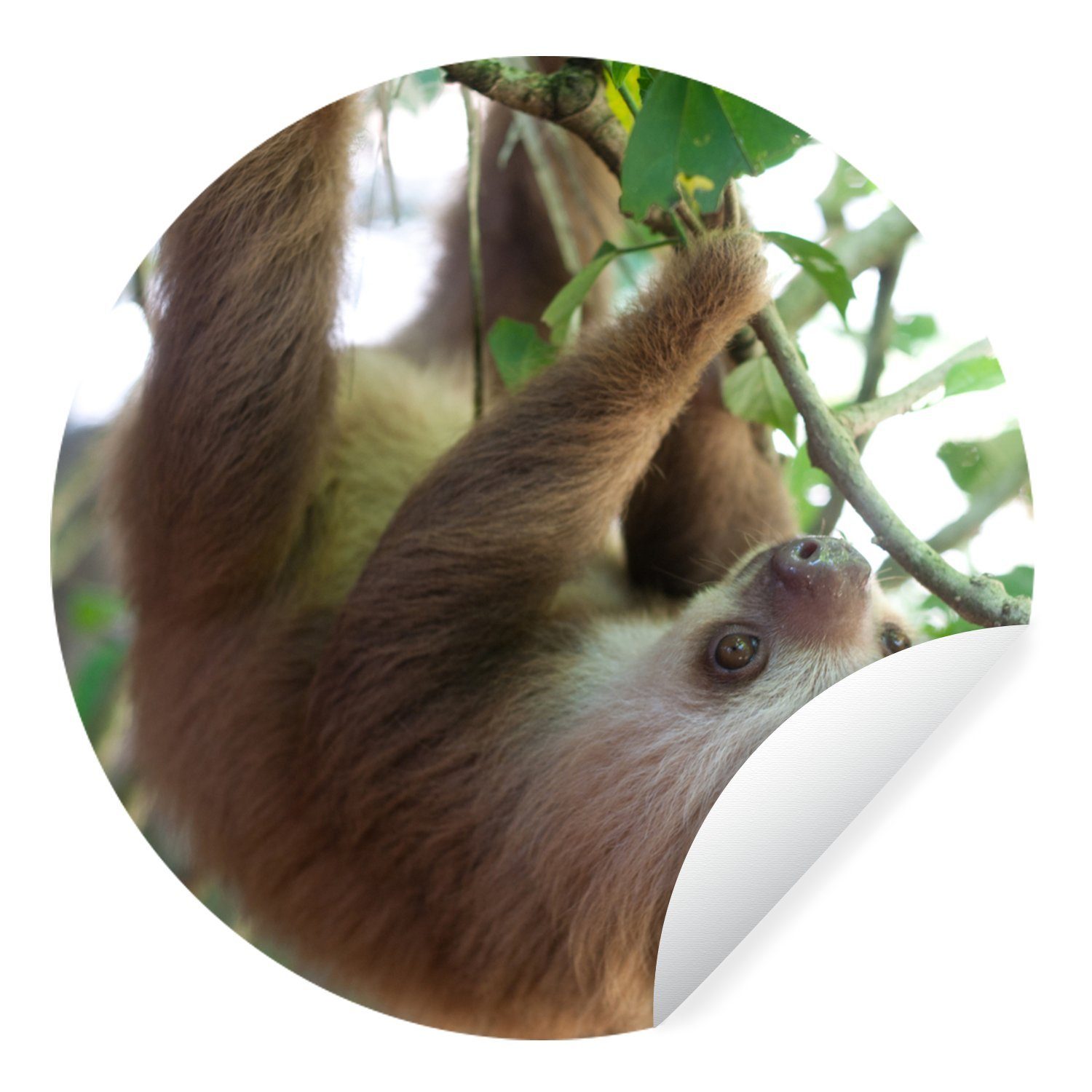 MuchoWow Wandsticker Babyfaultier im Regenwald von Costa Rica (1 St), Tapetenkreis für Kinderzimmer, Tapetenaufkleber, Rund, Wohnzimmer