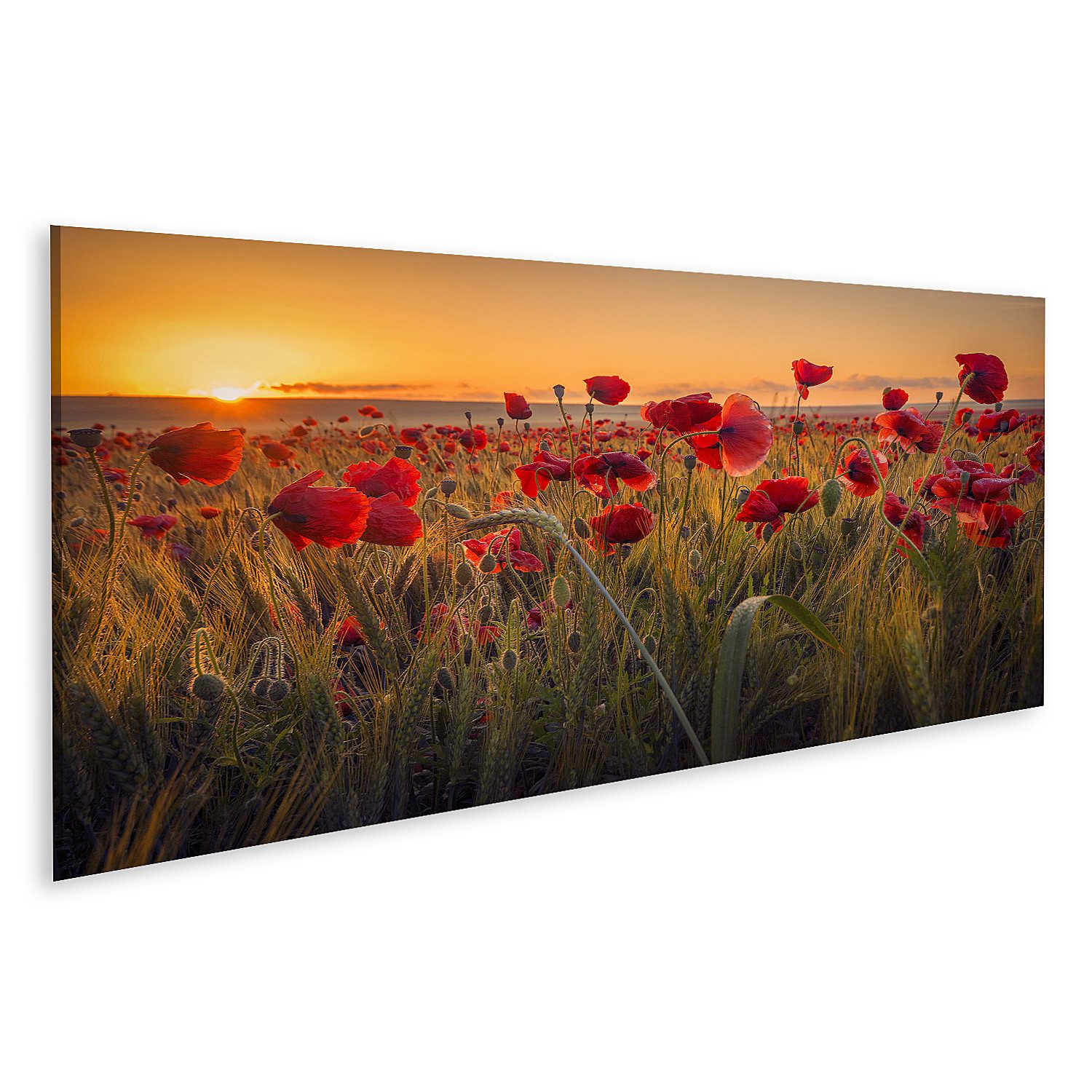 islandburner Leinwandbild Mohn Weizenfeld Schöne Mohn günstig online kaufen