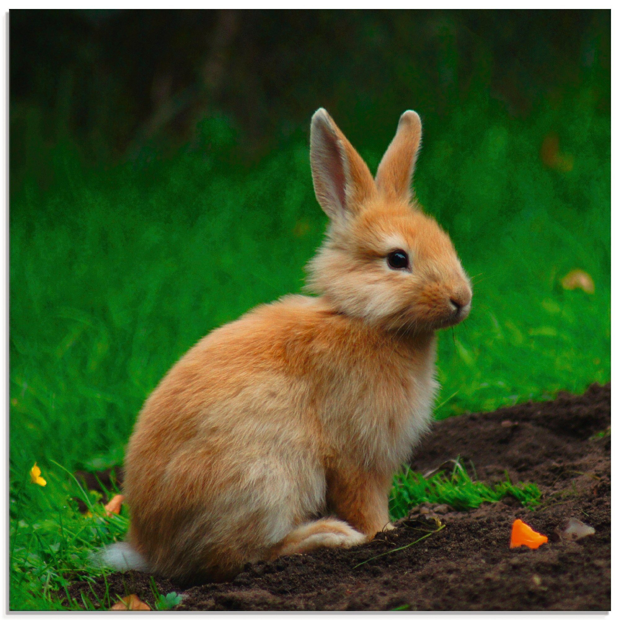 Artland Glasbild Zwergkaninchen im Grünen, Wildtiere (1 St), in verschiedenen Größen