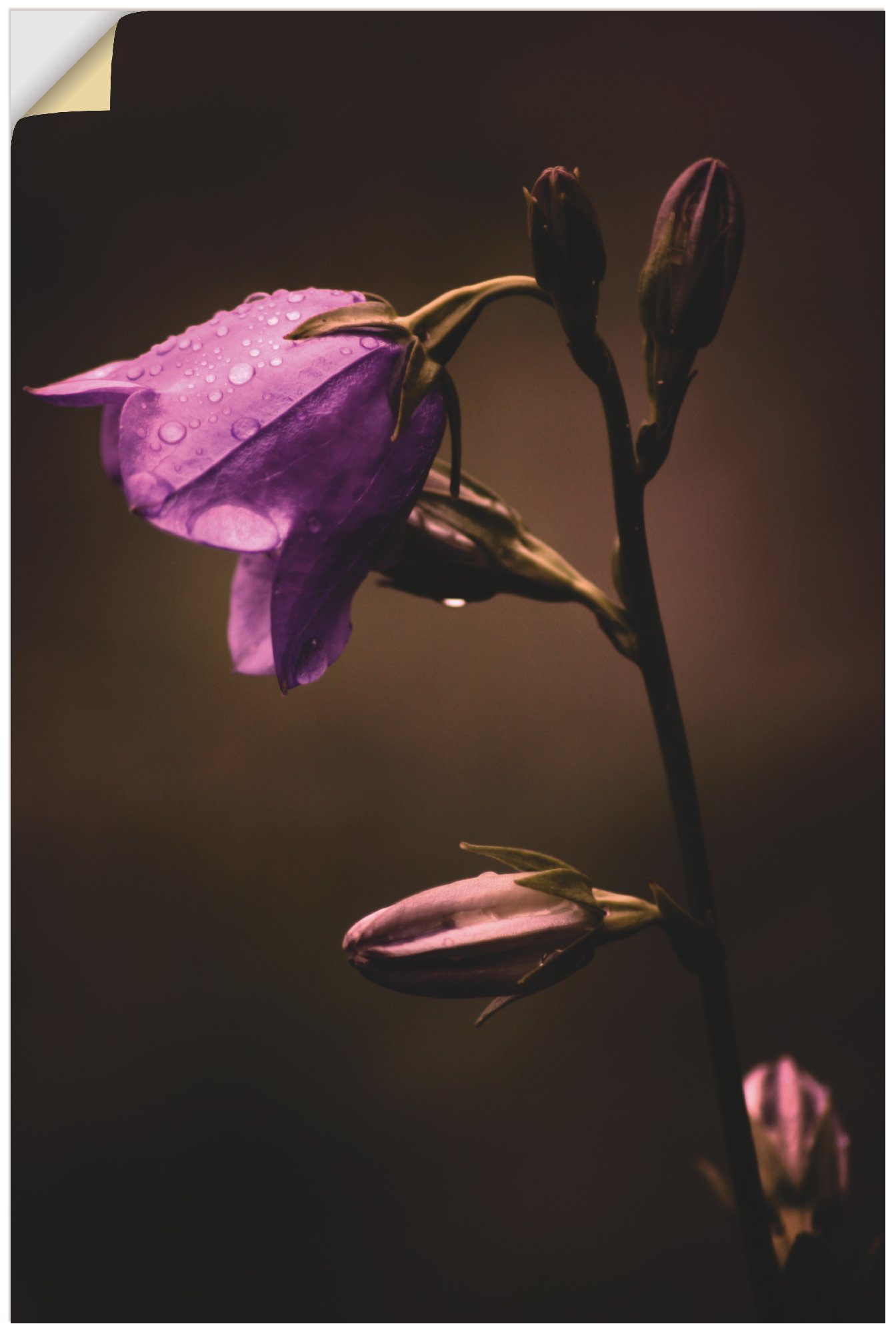 Artland Wandbild Glockenblume, Blumen (1 St), als Alubild, Leinwandbild, Wandaufkleber oder Poster in versch. Größen