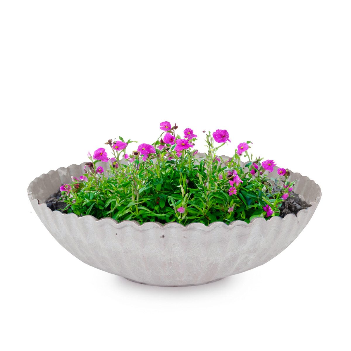 matches21 HOME & HOBBY Blumentopf Dekoschale runde Pflanzschale für drausse günstig online kaufen