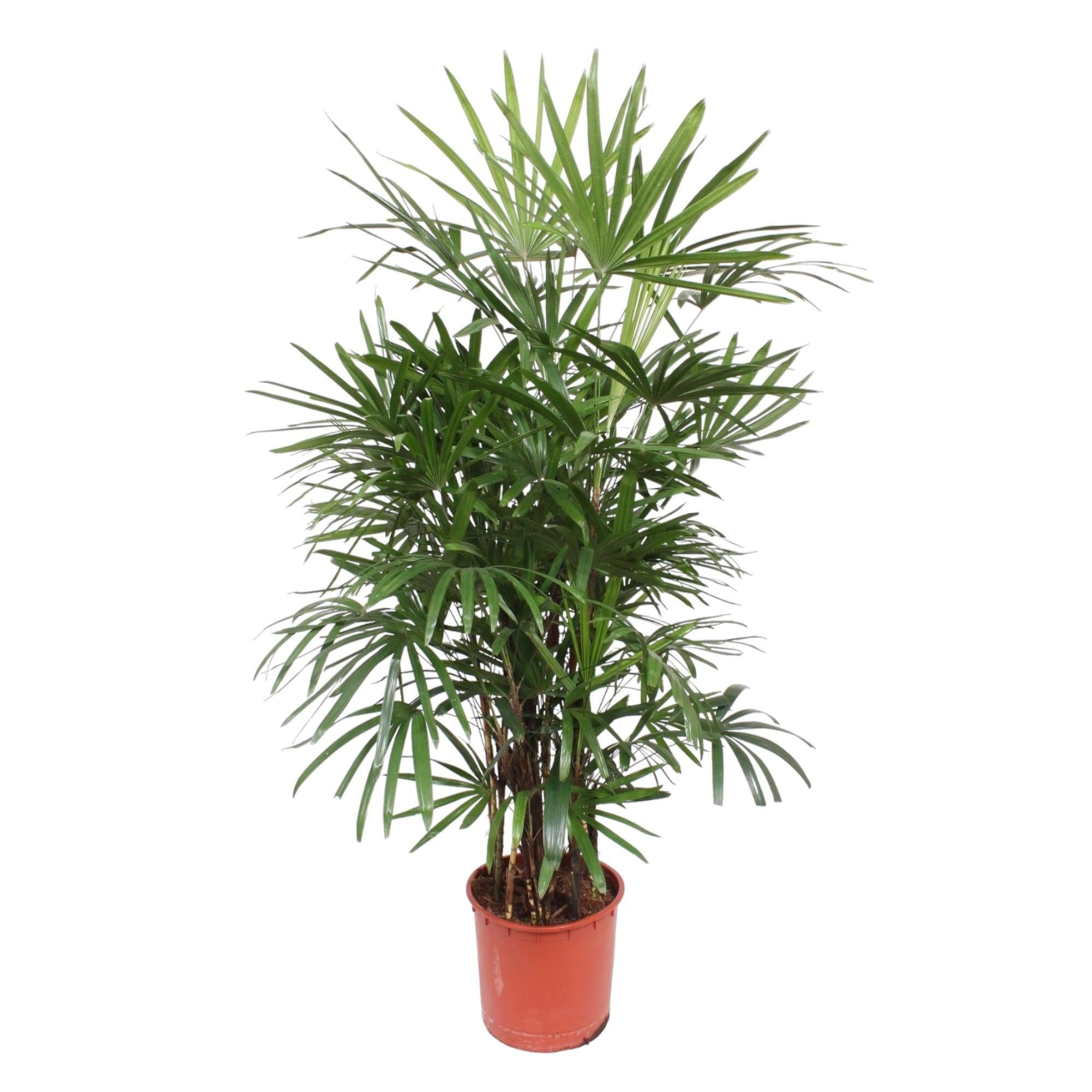 Florora Zimmerpflanze Rhapis Excelsa