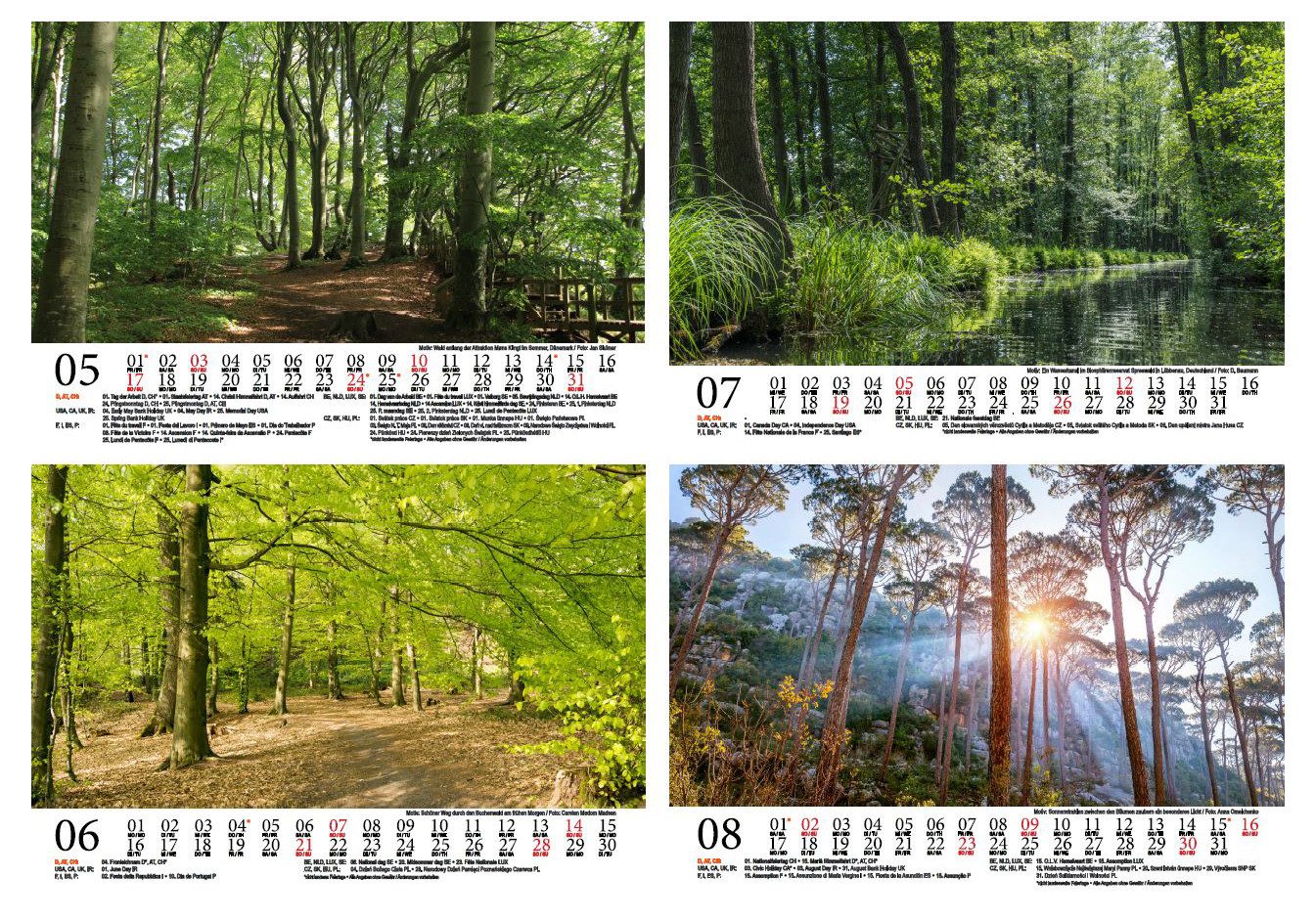 Seelenzauber Wandkalender Waldzauber DIN A5 Kalender für 2026 Baum Bäume Wald Natur