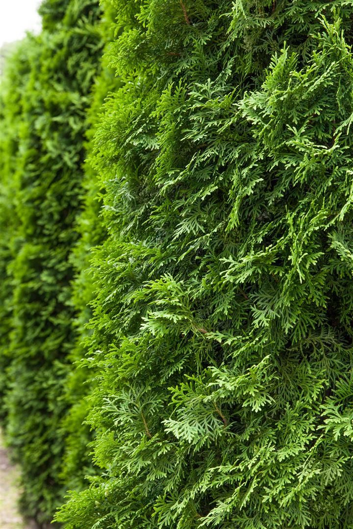 Pflanzen für Dich Konifere Thuja occ. Columna, 1 St., Lebensbaum, Abendländischer Lebensbaum, säulenform, immergrün