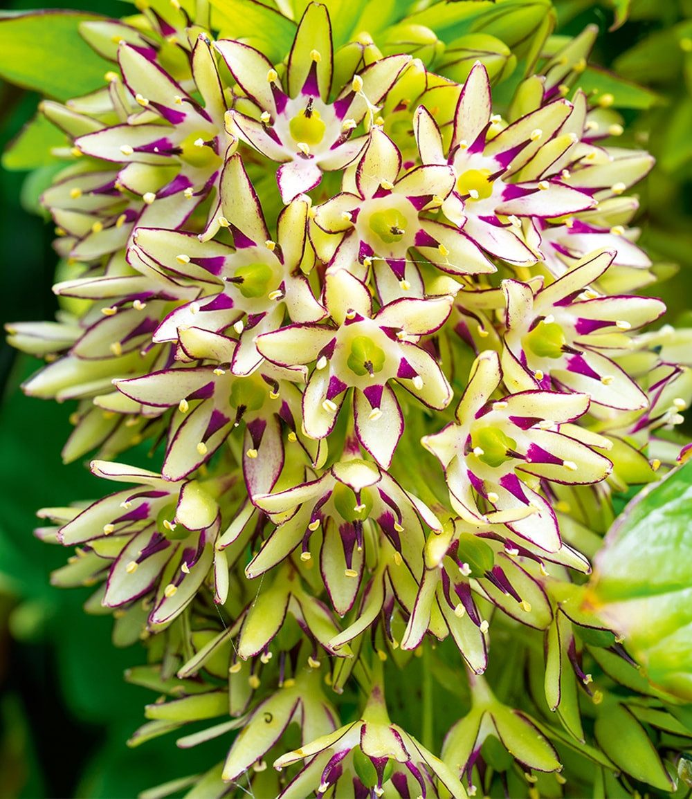 BALDUR Garten Blumenzwiebeln Eucomis 'Bi-Color', Schopflilien, pflegeleicht, kübelgeeignet